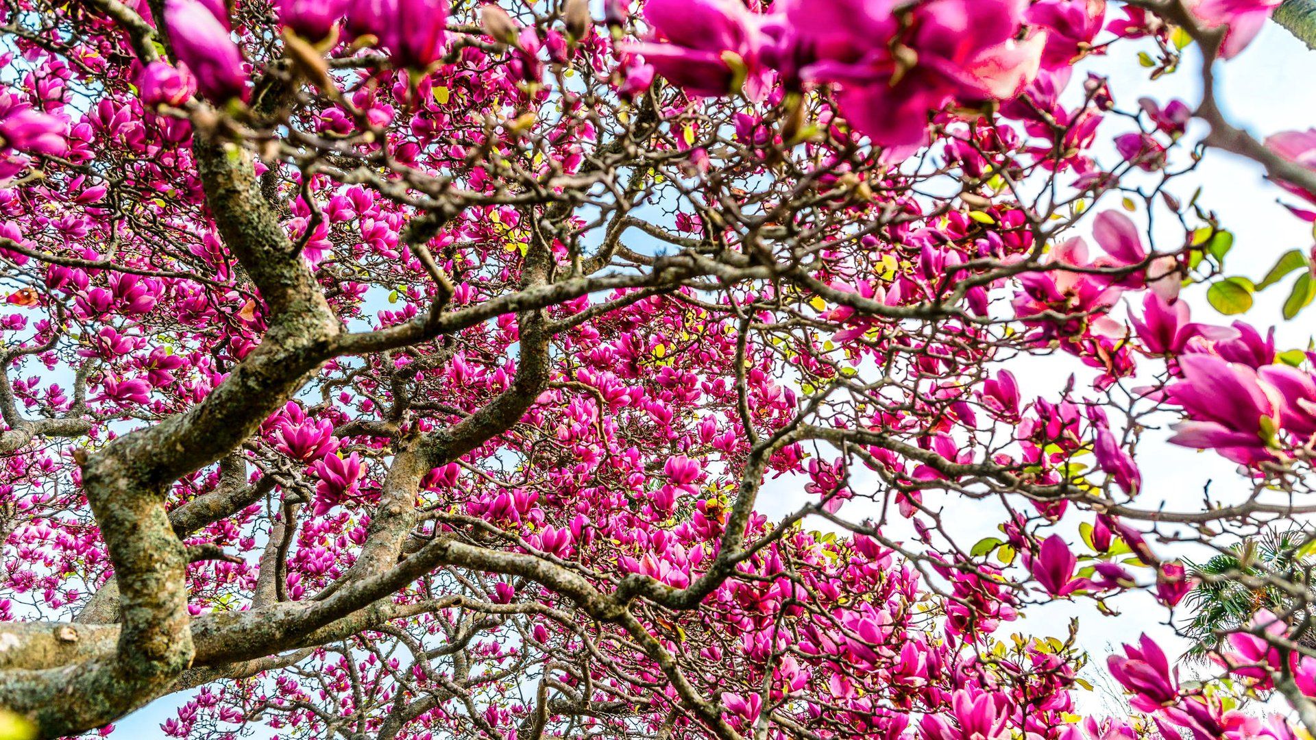 Blooming Magnolia Tree