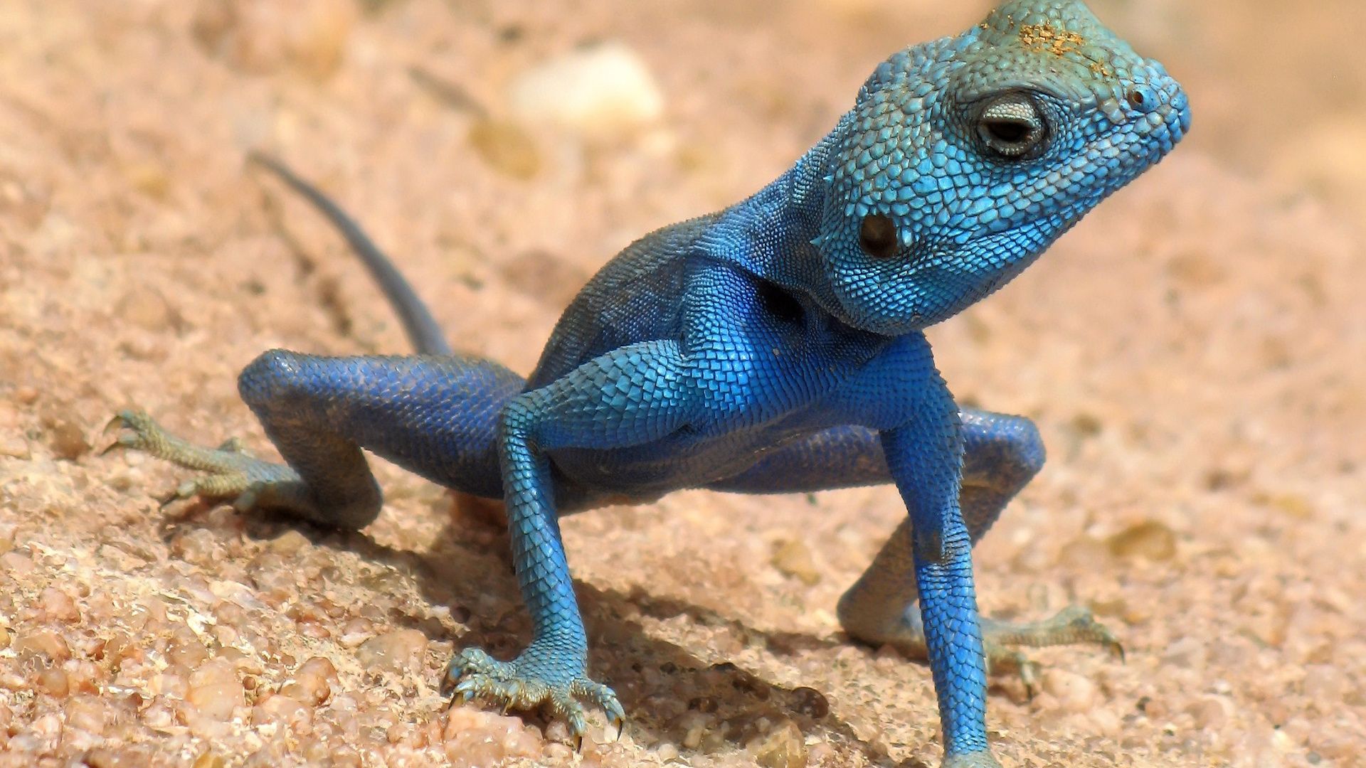 Blue Agama Lizard Photos