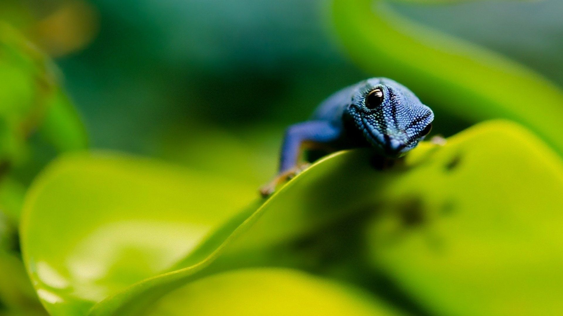 Blue Gecko