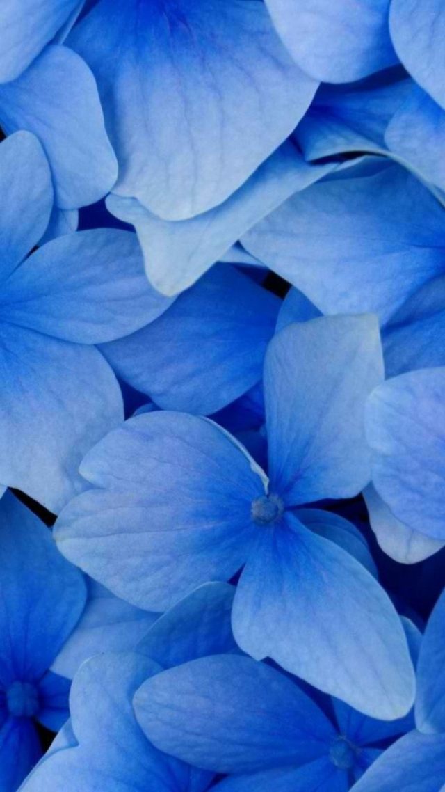 Blue Flowers Vertically