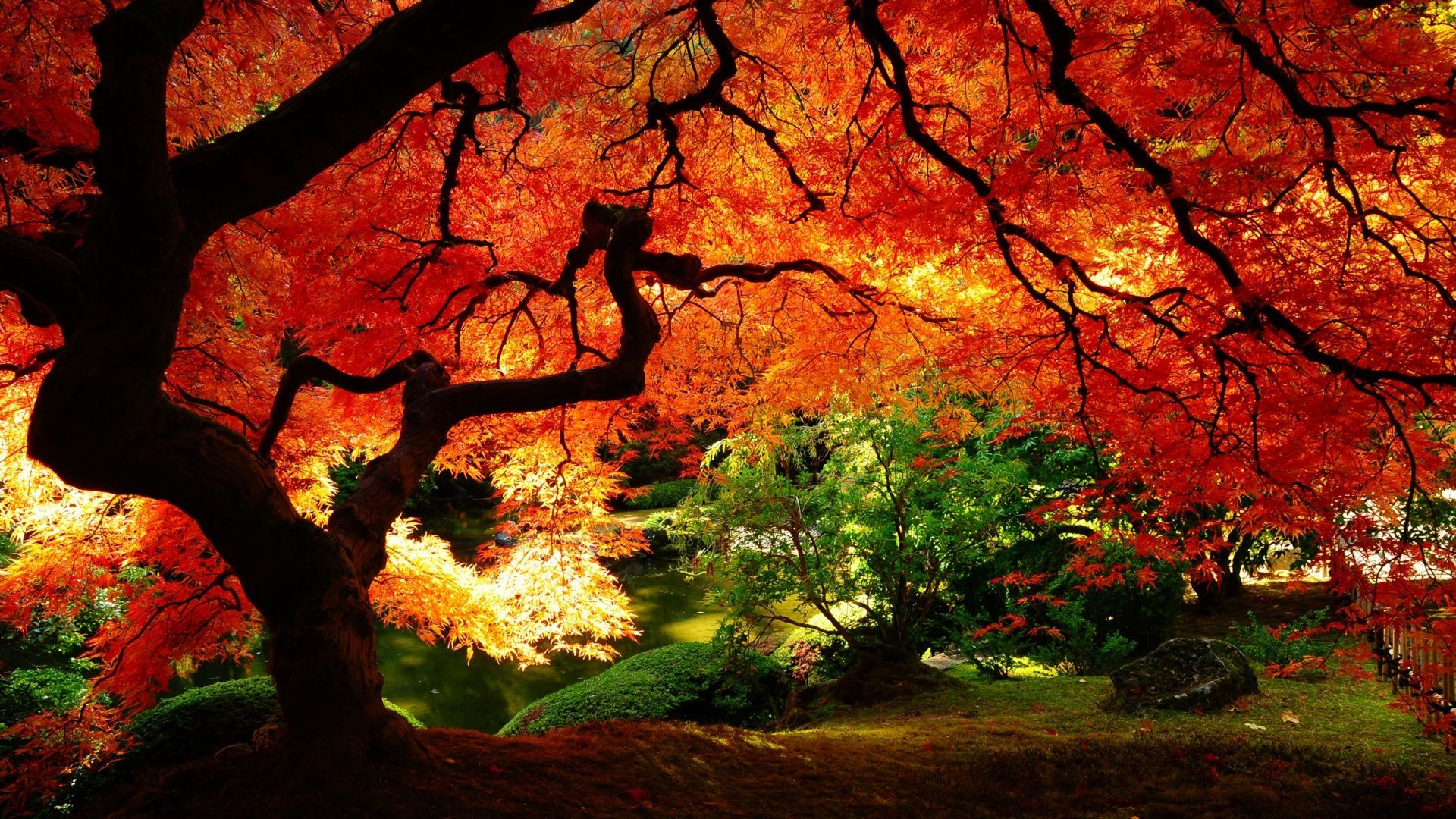 Bright Autumn Hd Wallpapers