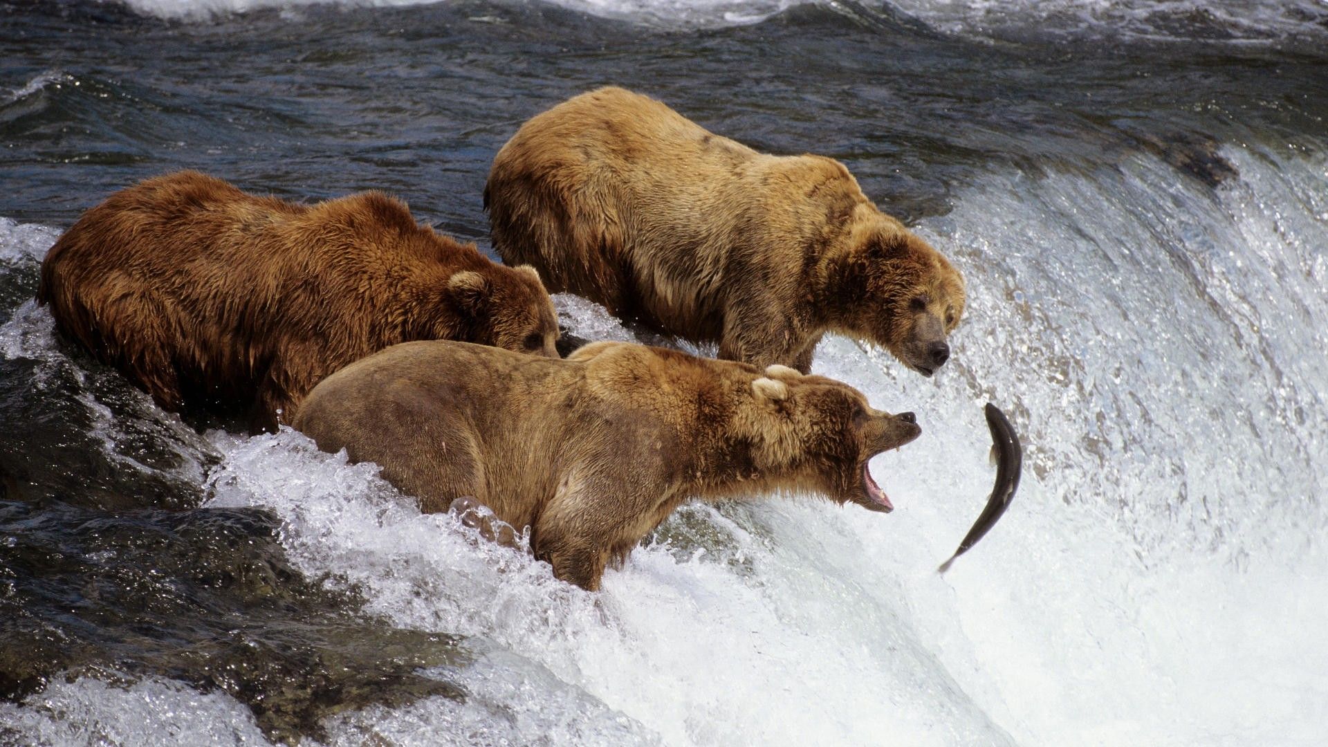 Brown Bear Fishing Photo