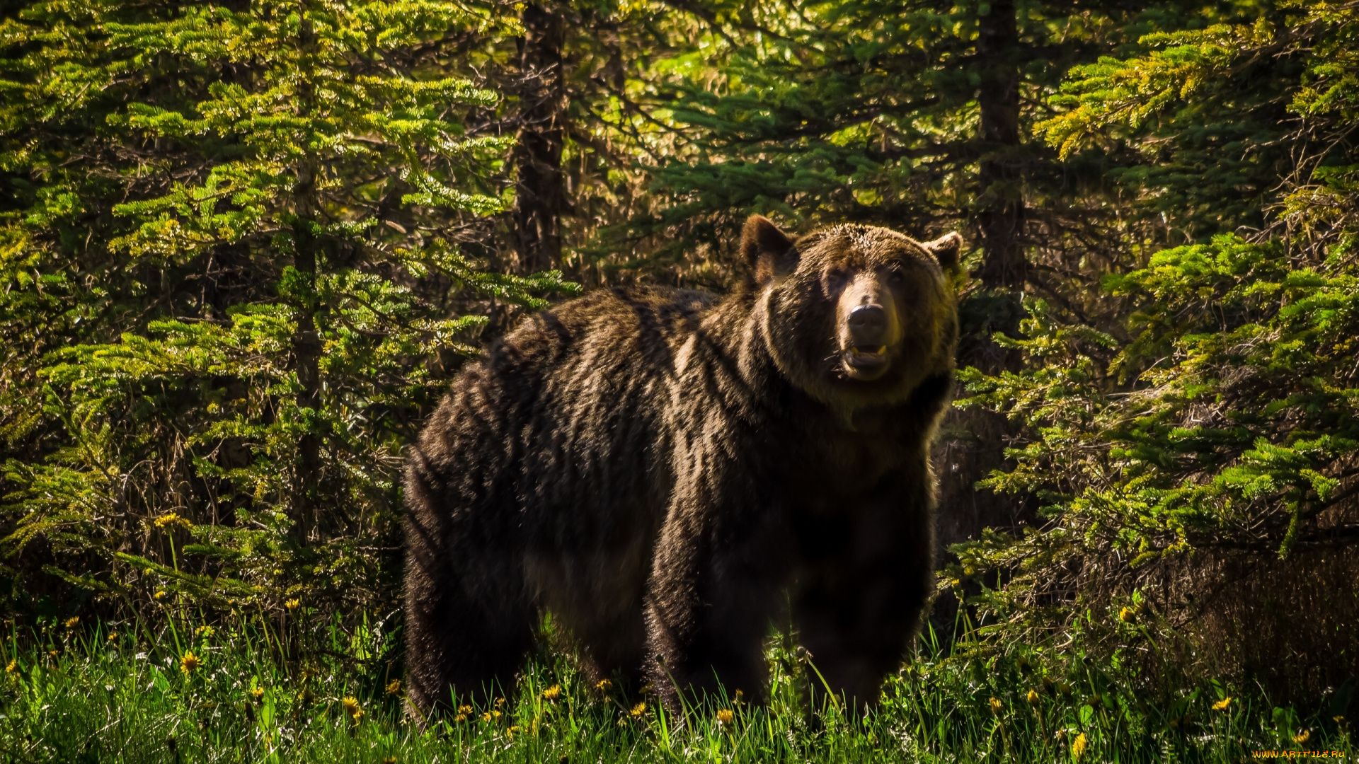 Brown Bear In The Woods