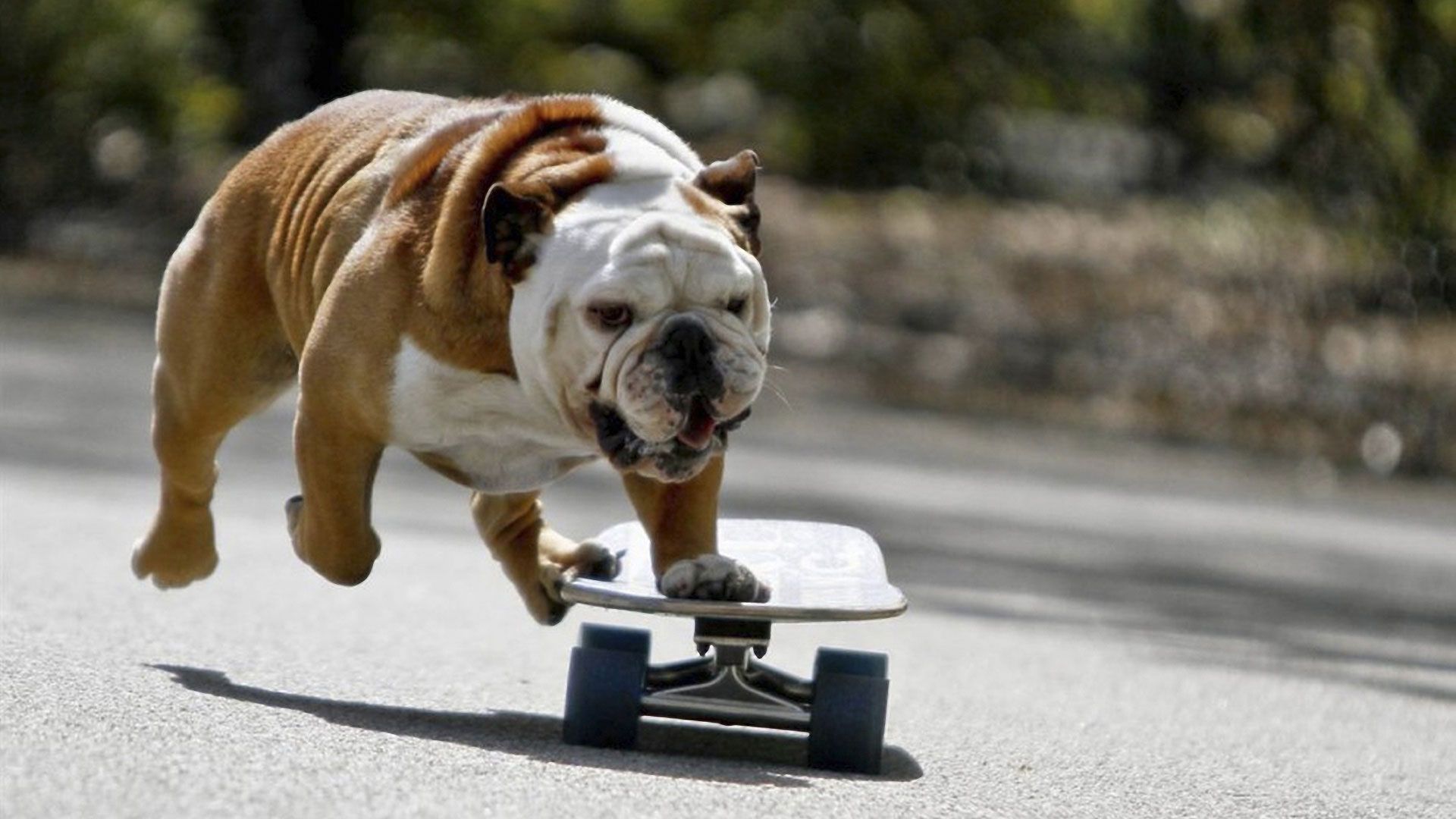 Bulldog On A Skateboard