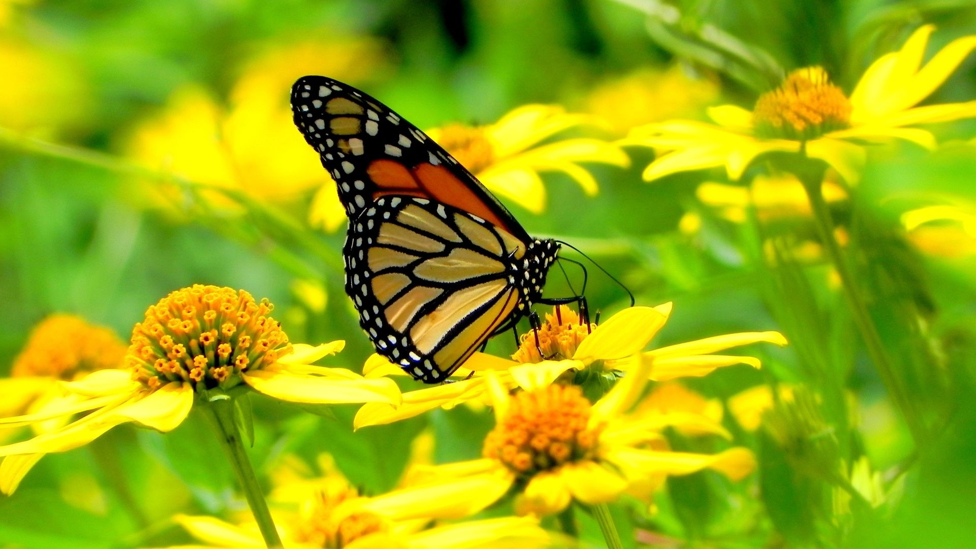 Butterfly On Flower Photo