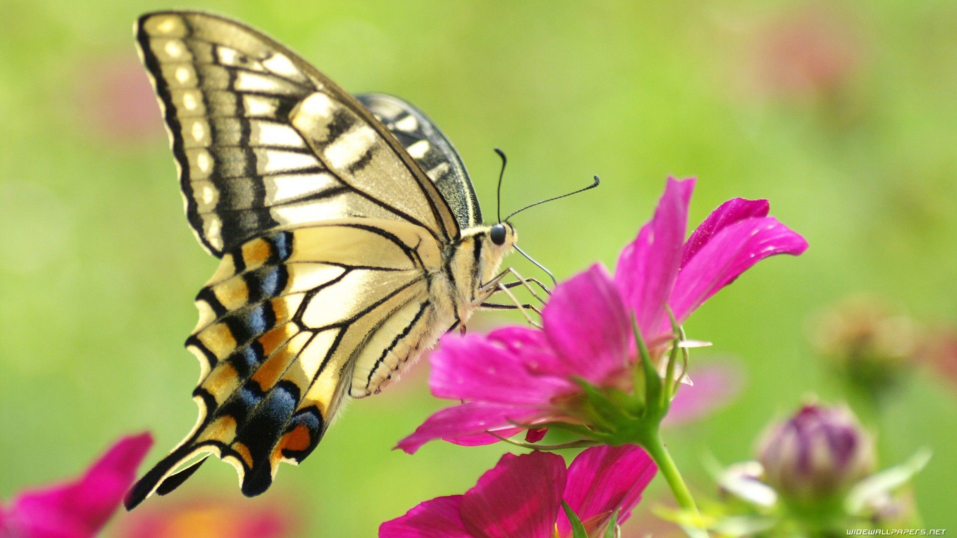 Butterfly On Flower Photo