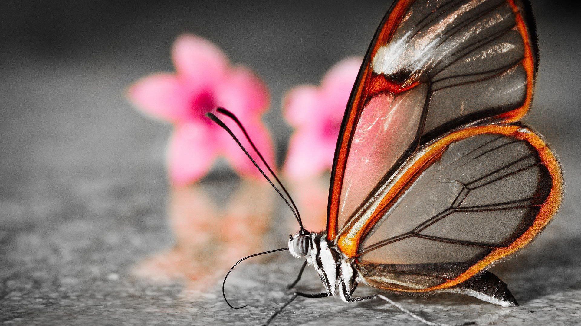 Butterfly With Transparent Wings