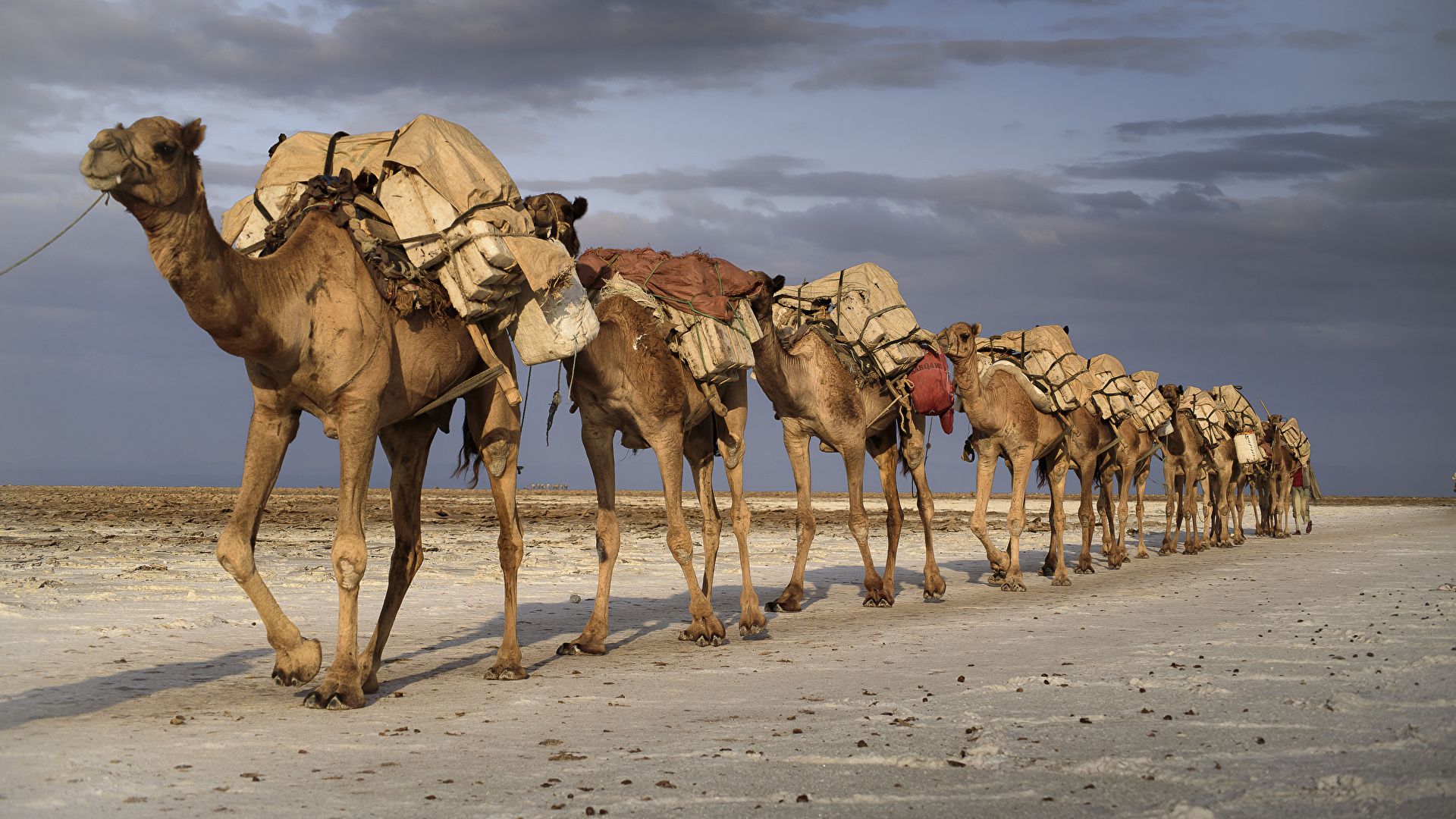 Camel Caravan In The Desert