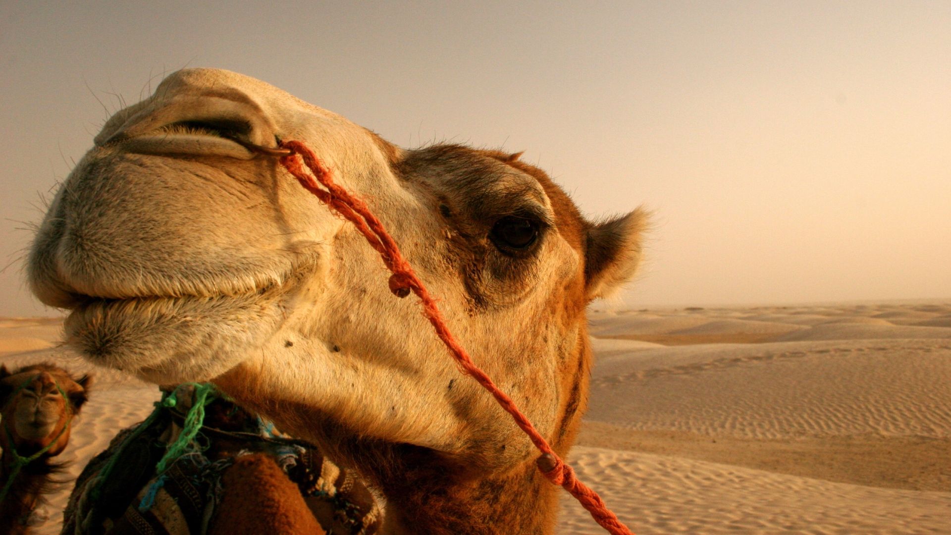 Camel In The Desert Photo