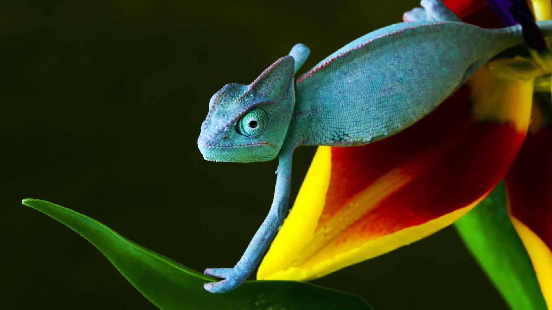 Chameleon Wallpapers Colorful
