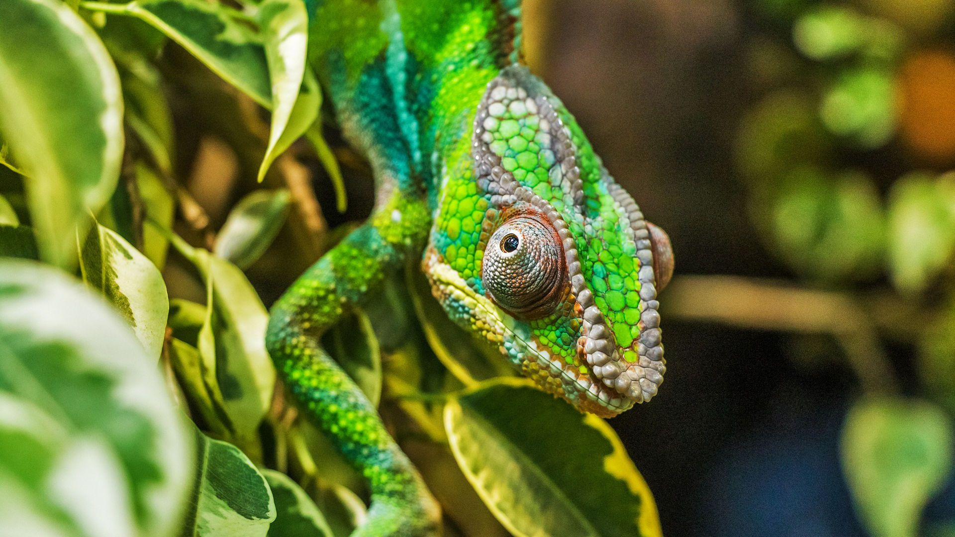 Chameleon Lizard Photo