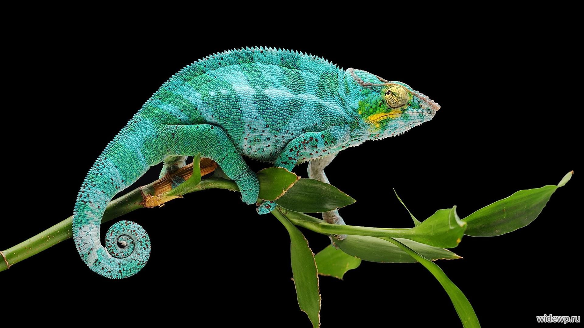 Chameleon On A Branch