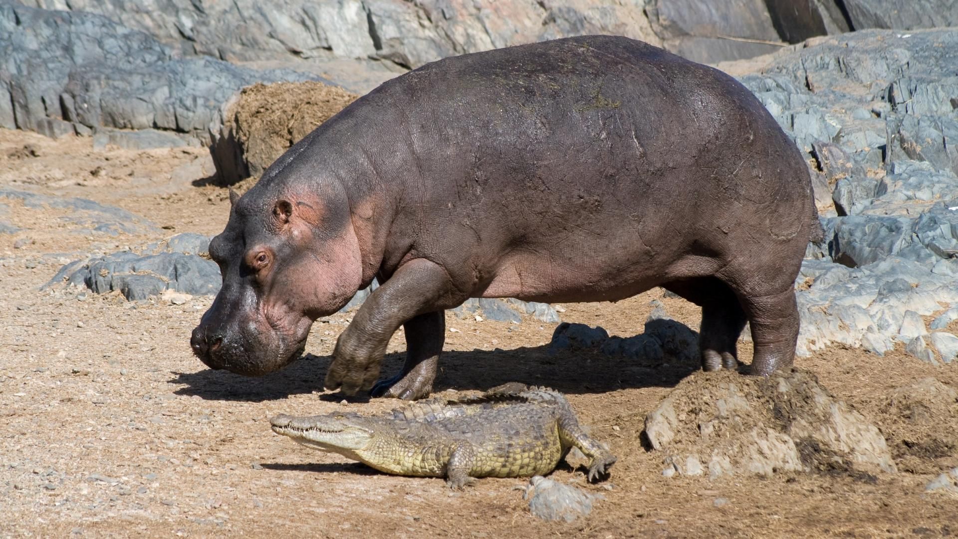 Common Hippo