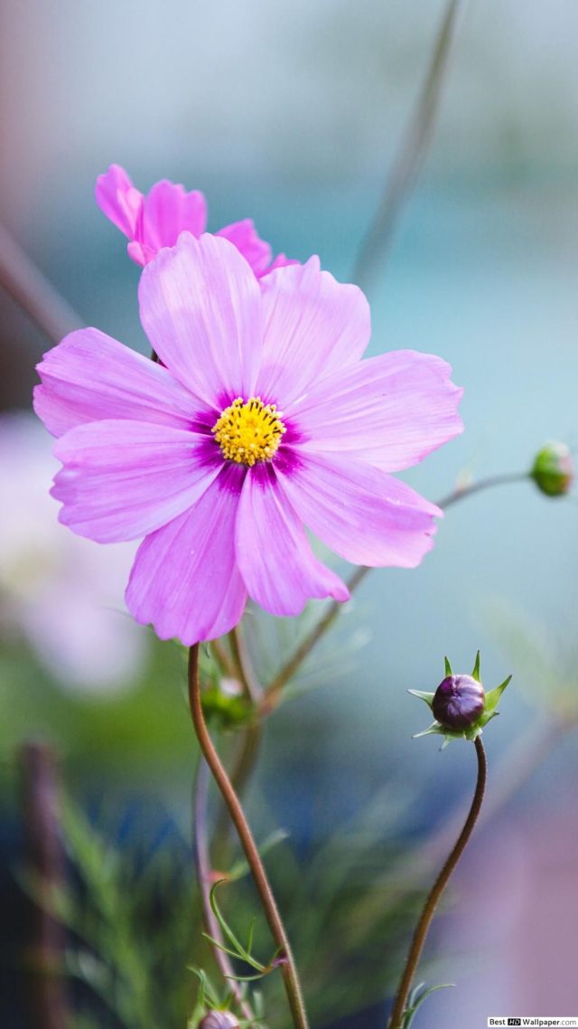 25 Kosmeya Flowers Mobile Wallpapers - Wallpaperboat