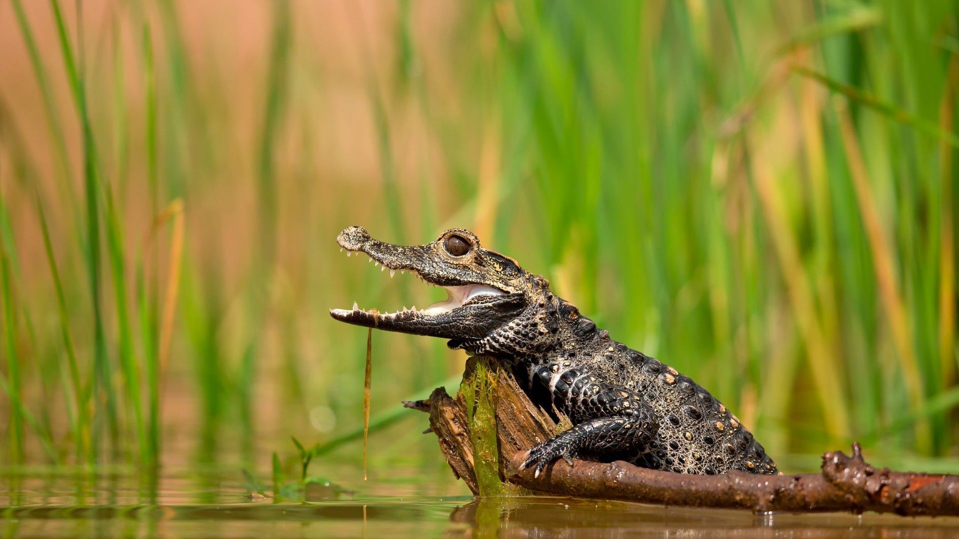 Crocodile In The Swamp