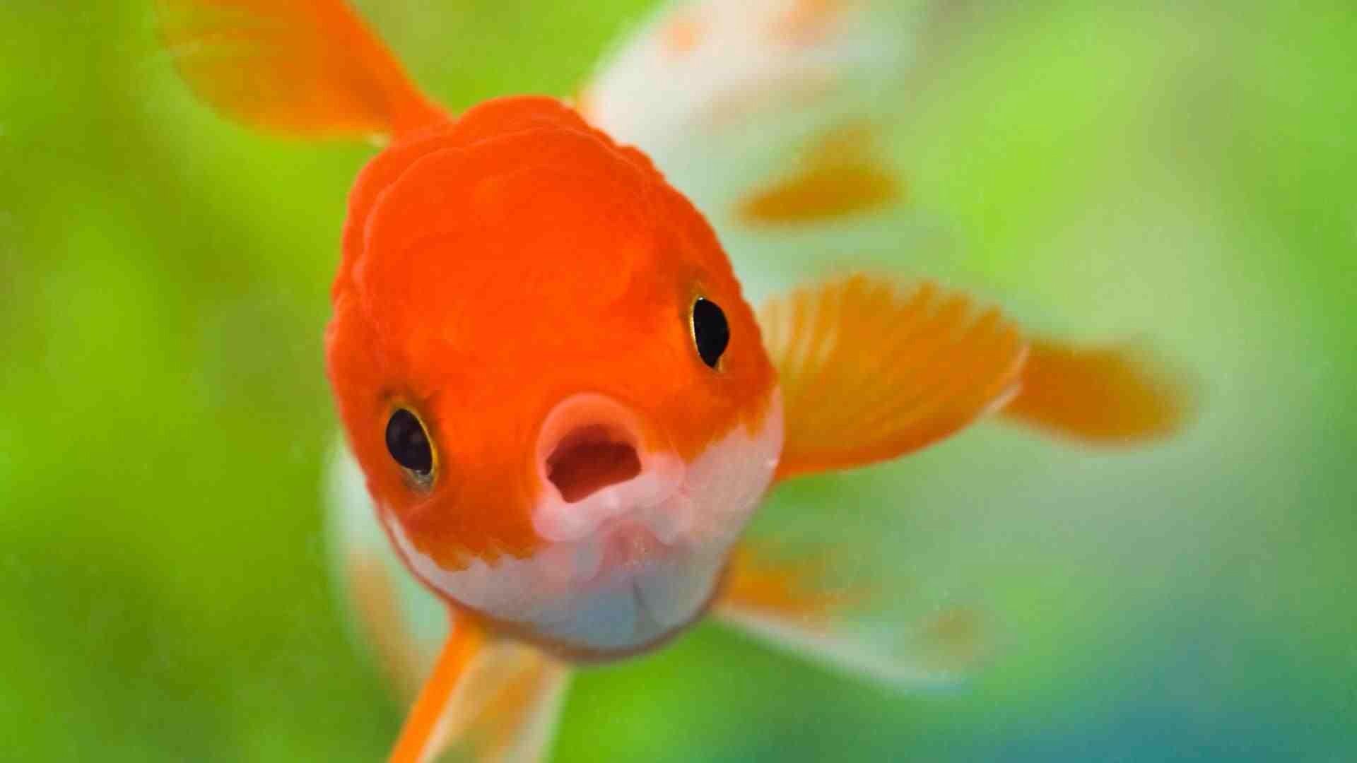 Cute Fish Photos