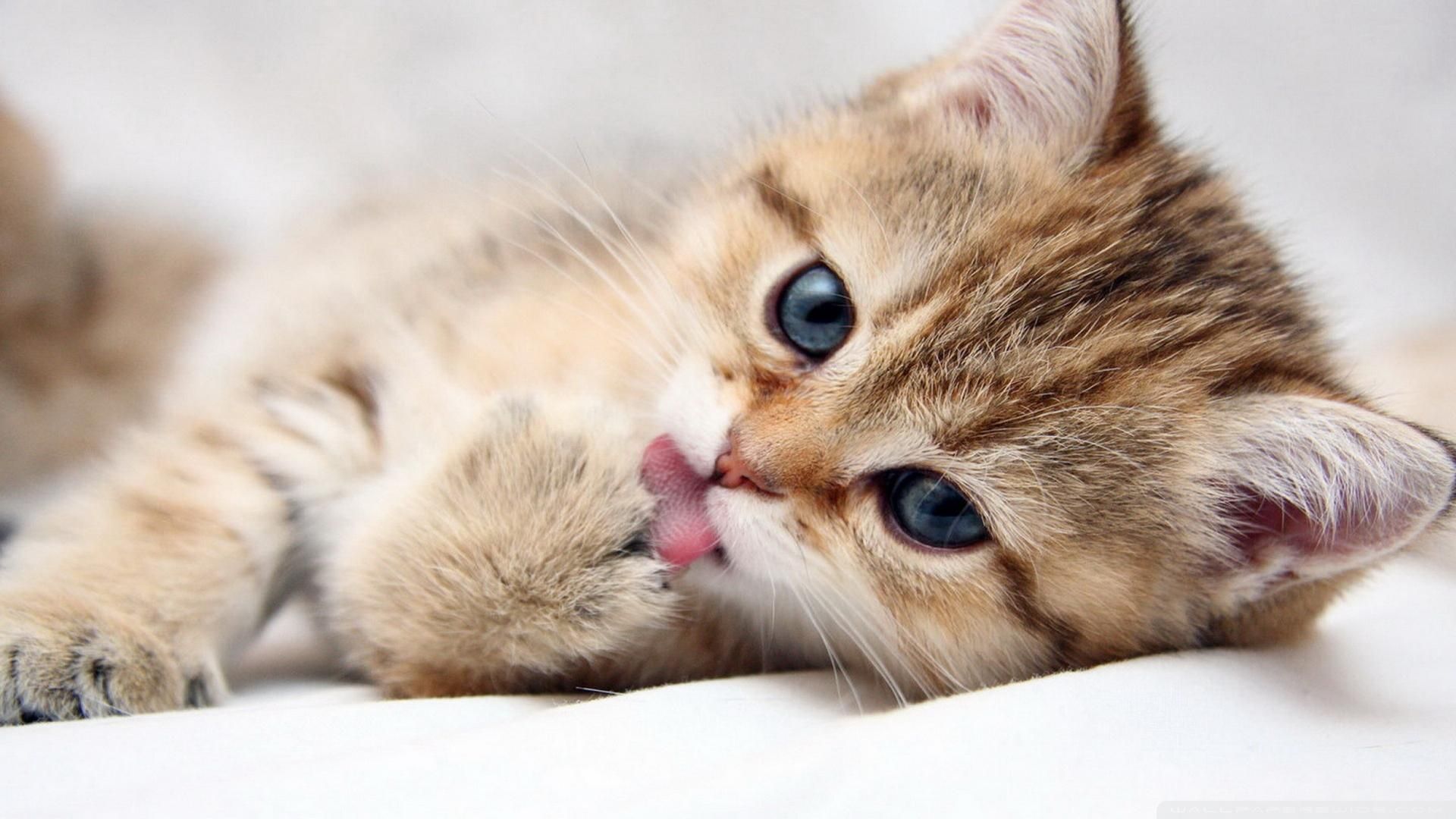 Cute Kittens Wallpaper 