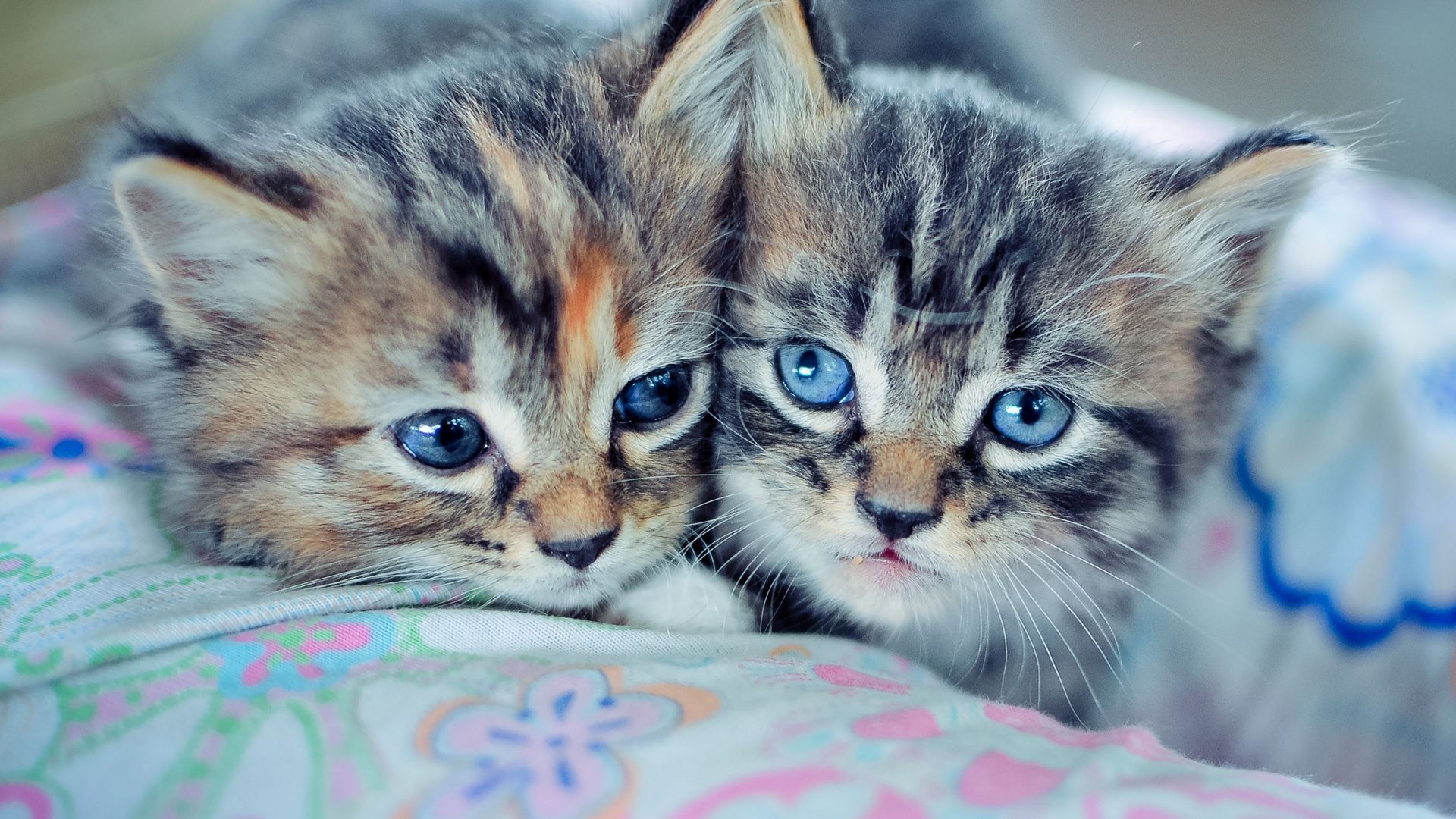 Cute Kittens Photo