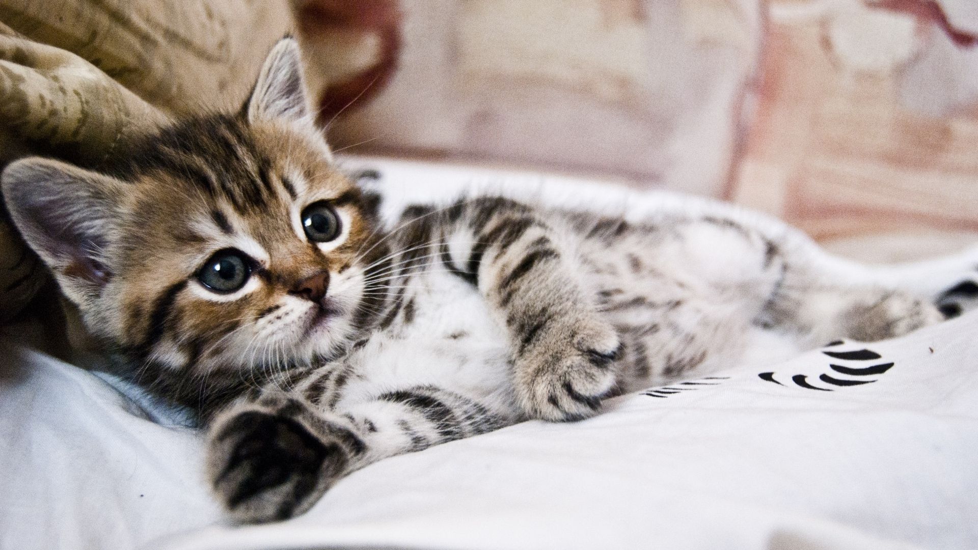 Cute Kitties 25601080