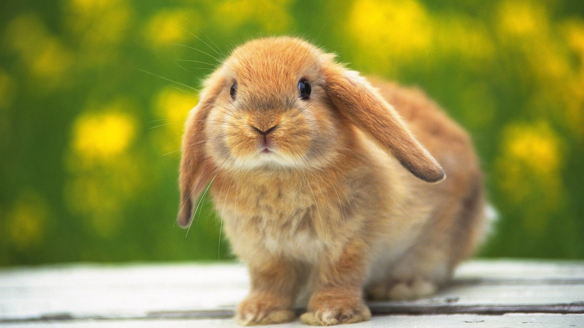 Cute Rabbit Photos