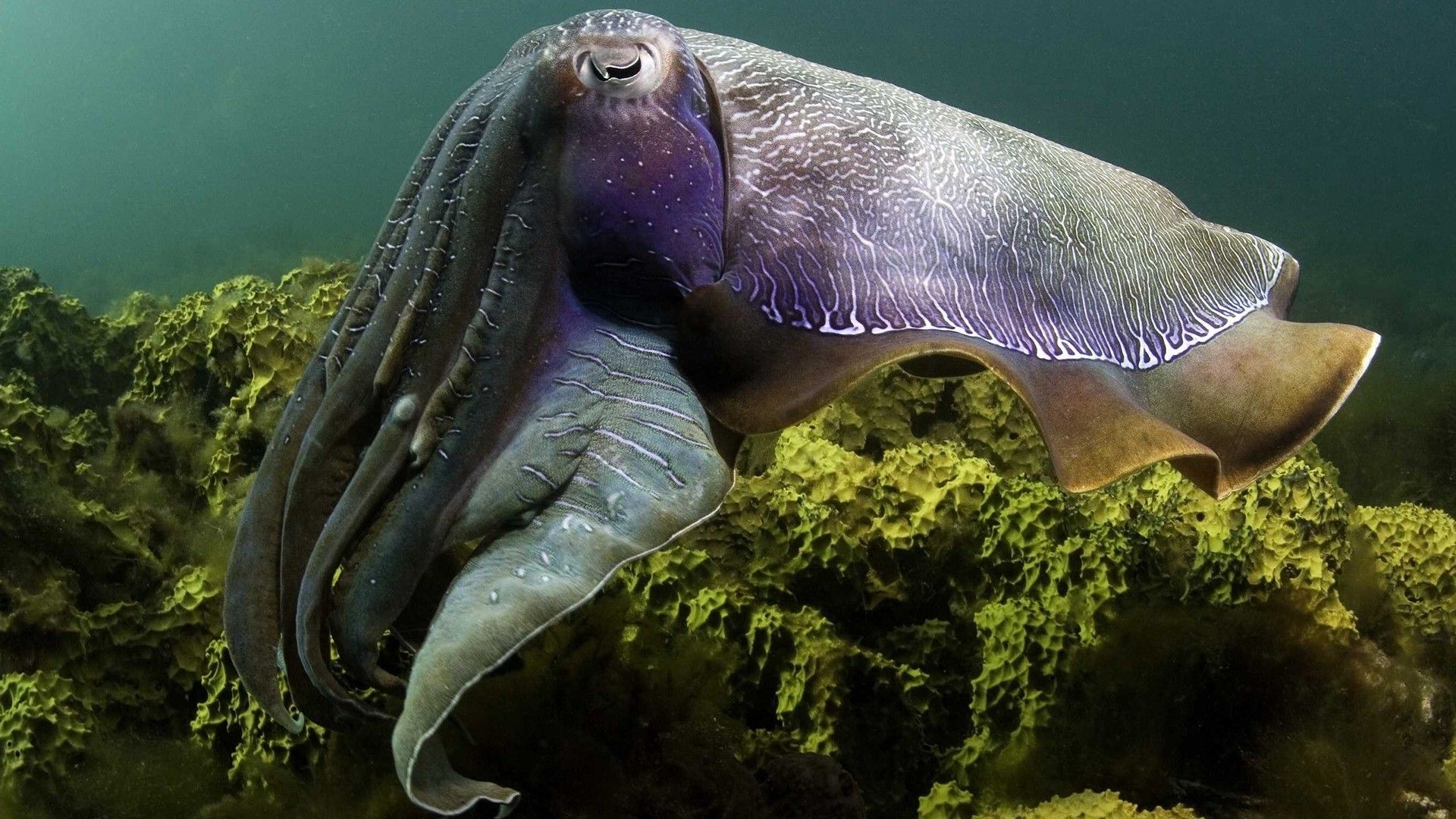 Cuttlefish Photo