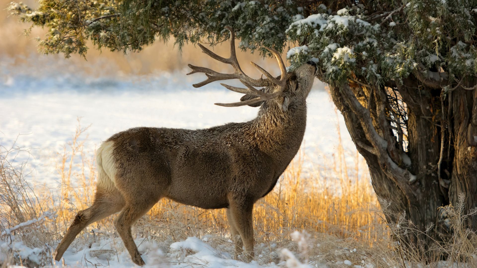 Deer In Winter Photo