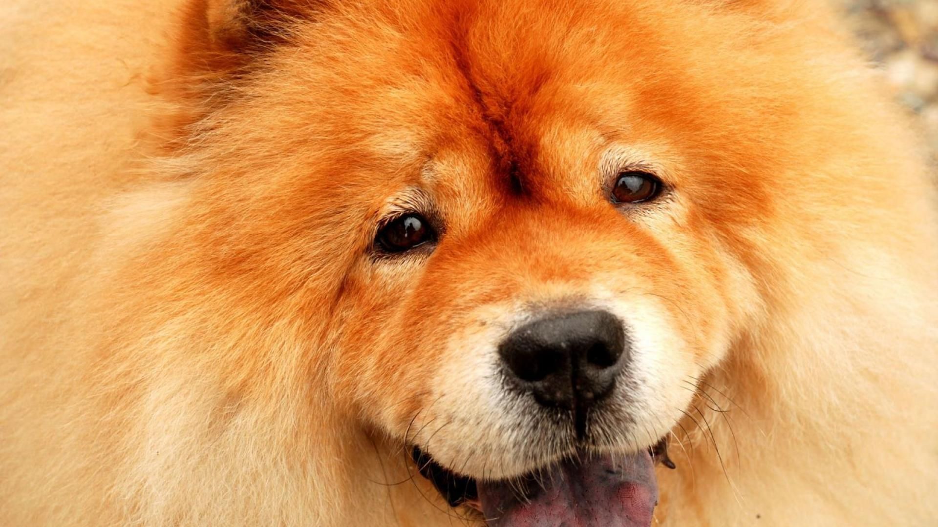 Dog Chow Photo