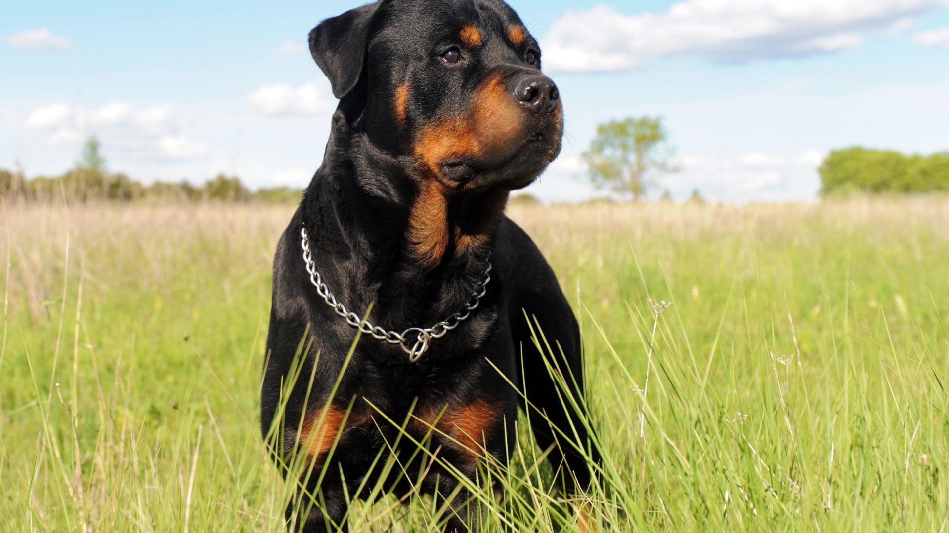 40 Rottweiler Wallpapers - Wallpaperboat