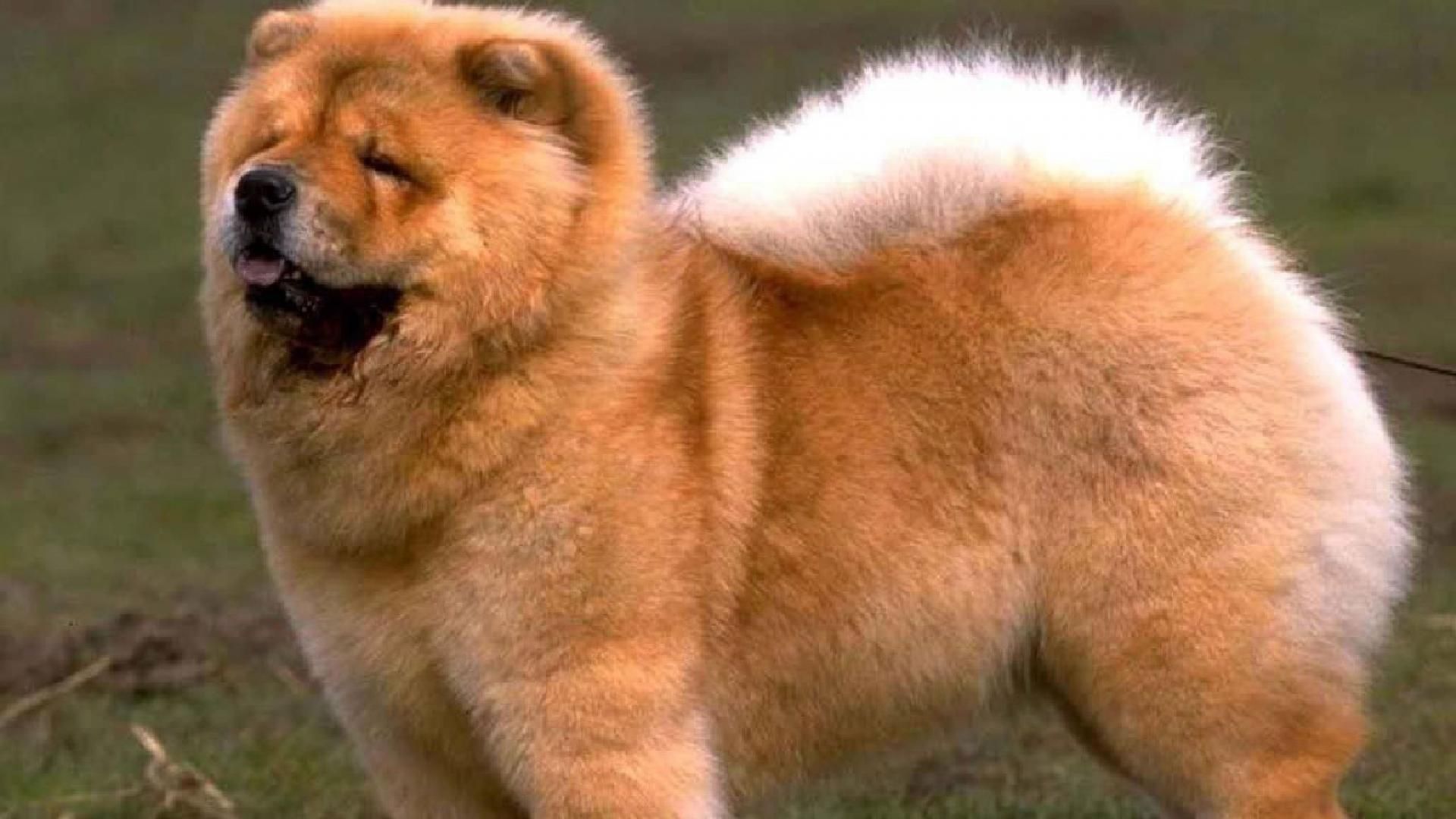 Dog Breed Chow Chow Pictures