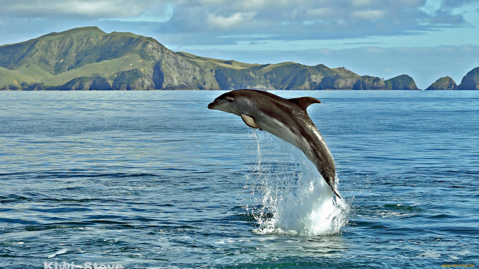 Dolphins In The Sea Images