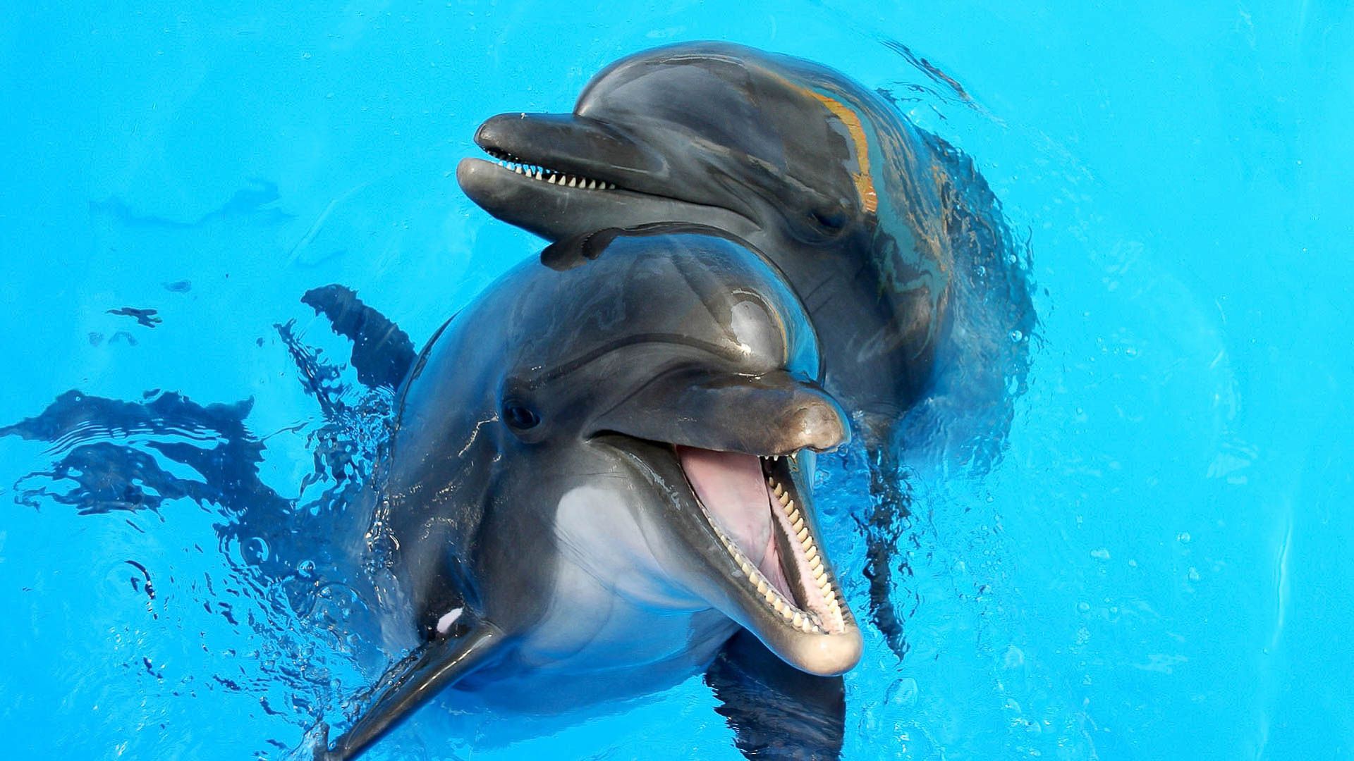 Dolphins Smile