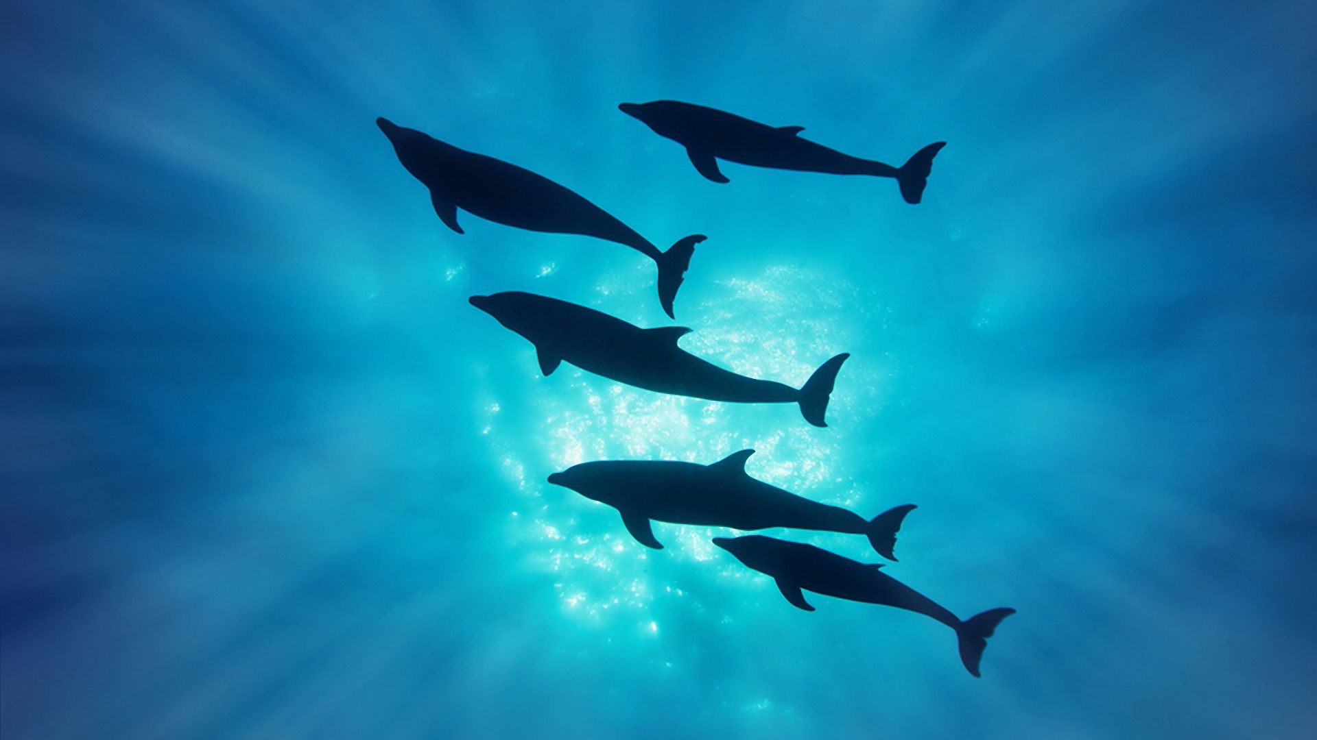 Dolphins Under Water Vertical