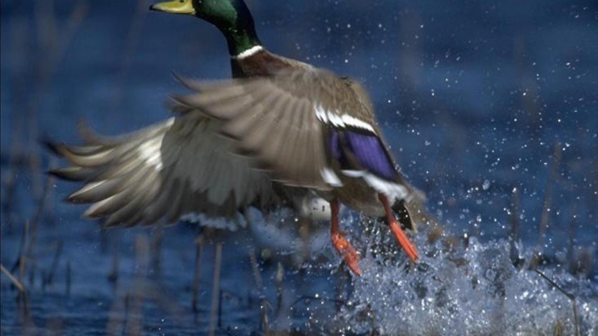 Duck Taking Off From The Water Picture
