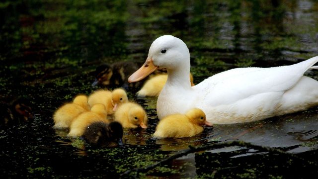 Duck With Ducklings Photos