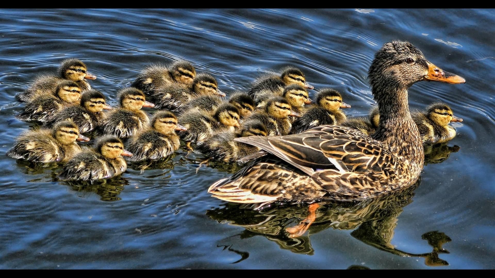 Duck With Ducklings