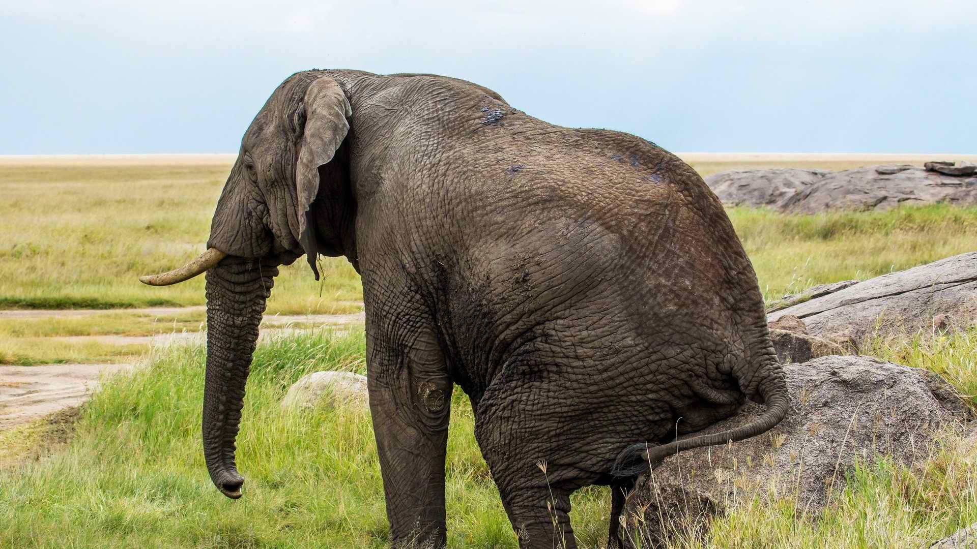 Elephant Photo