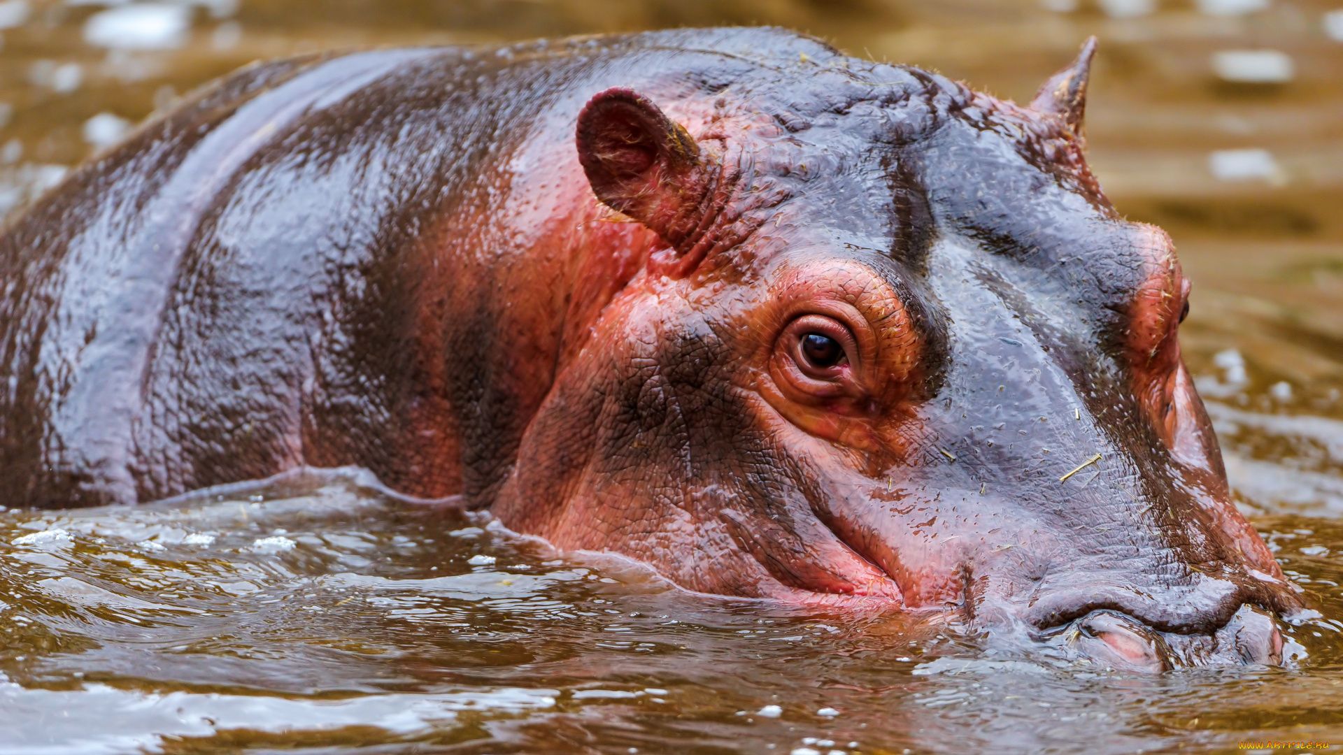 Eye Of The Hippo