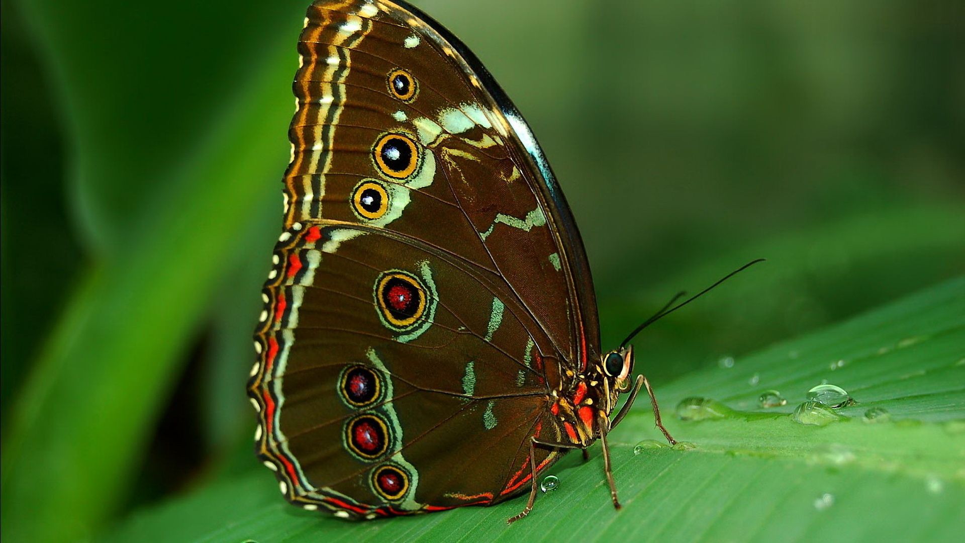 Farfalla Butterfly