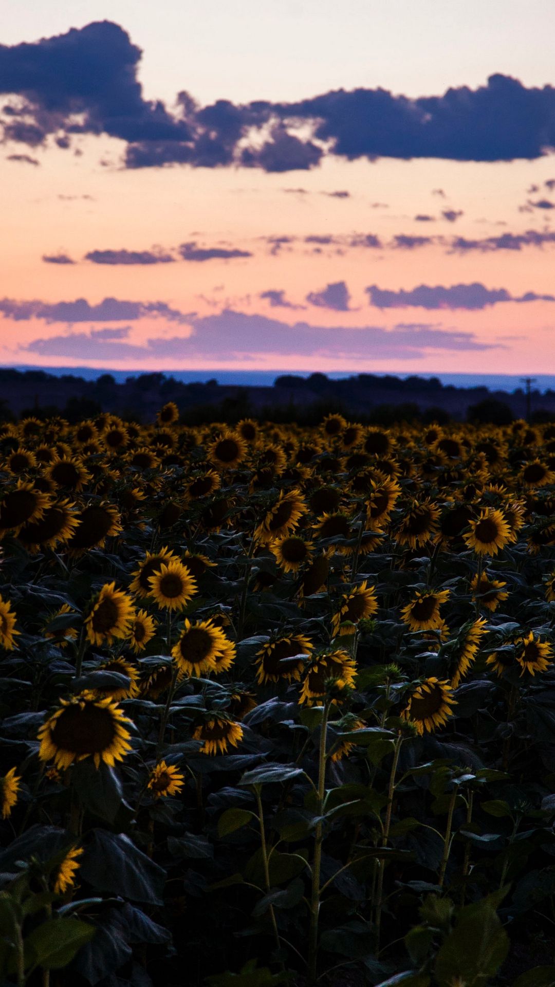 Field Of Sunflowers Photo
