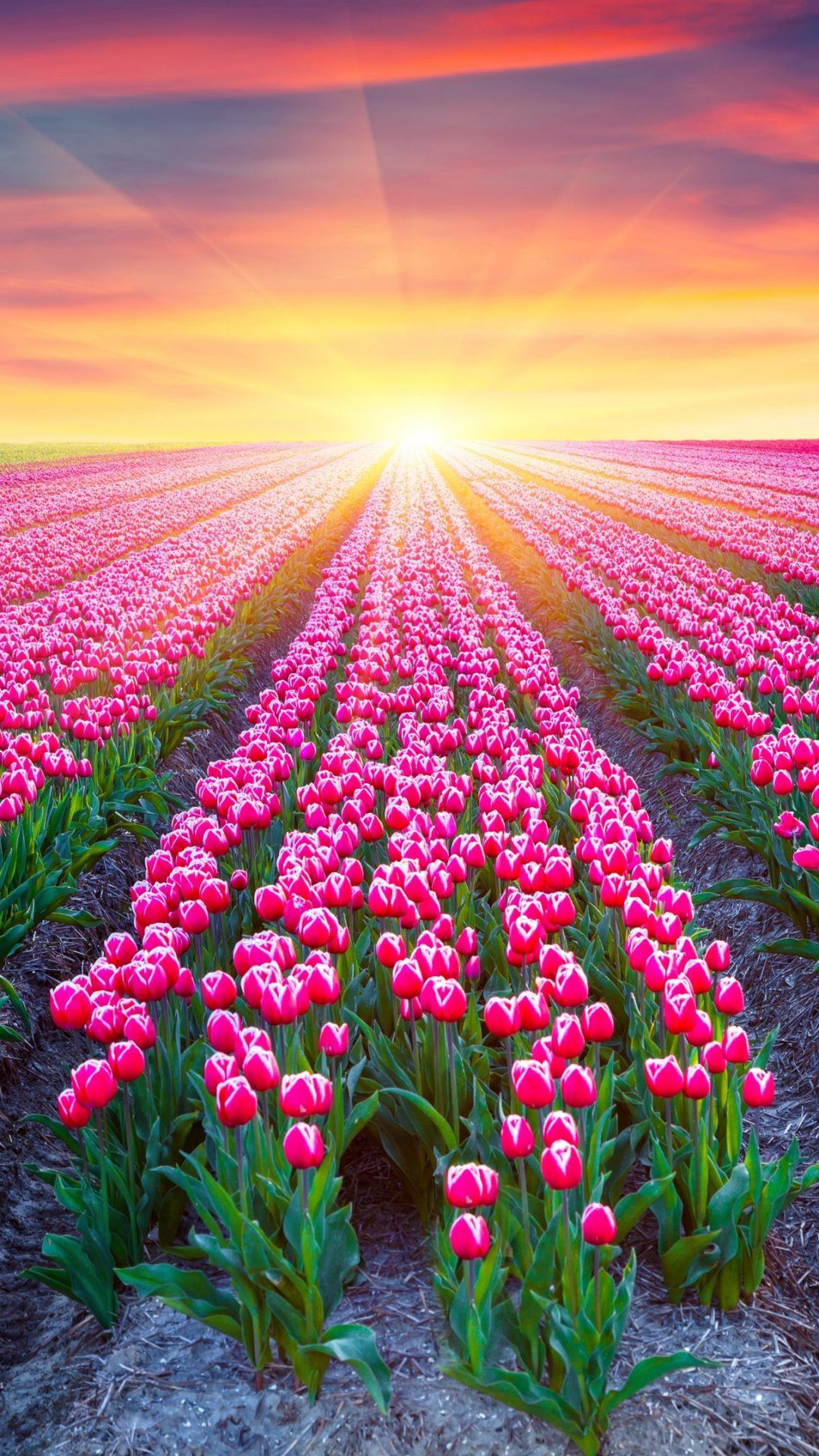 Field Of Tulips At Dawn