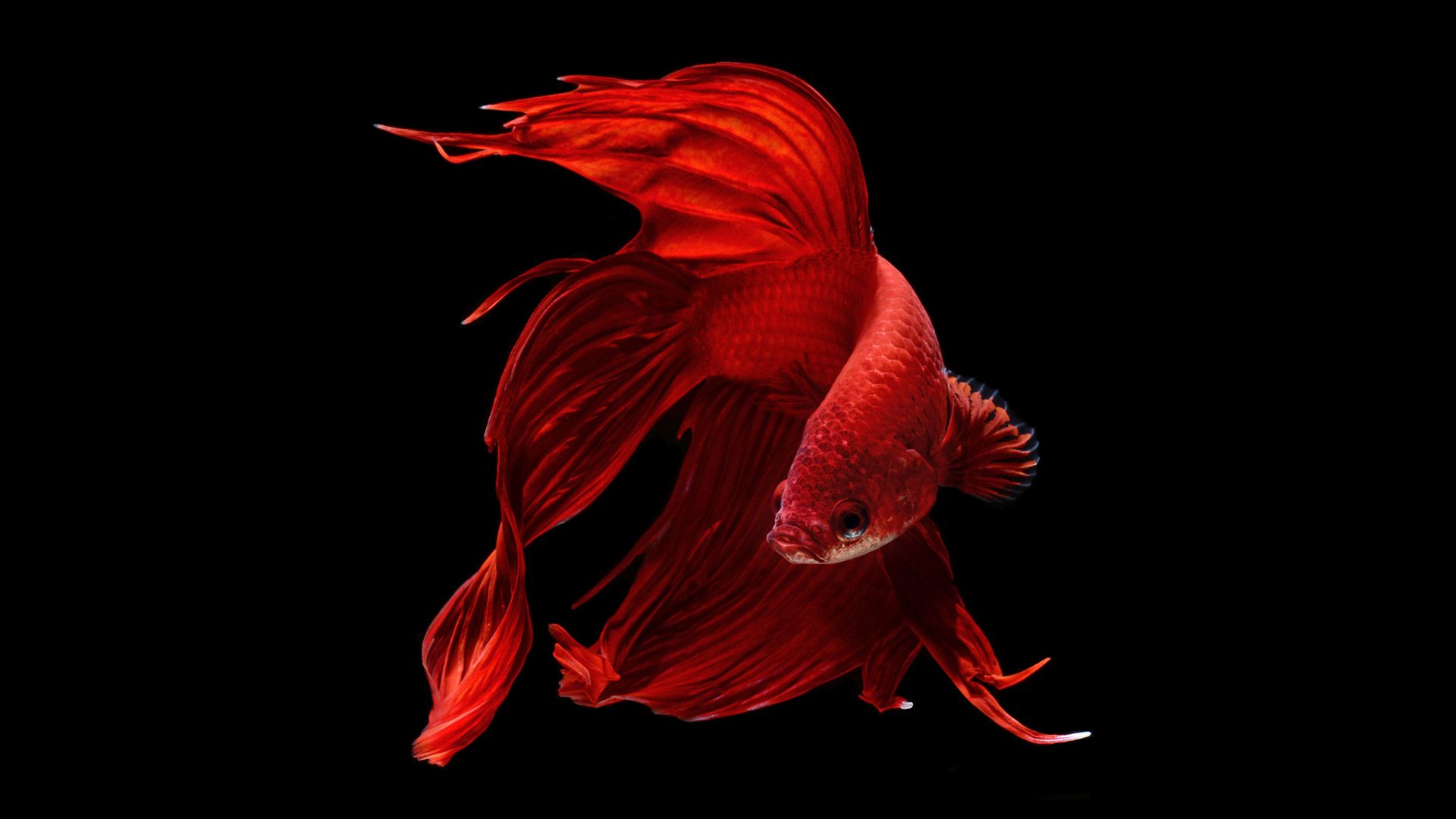 Fish Cockerel Red