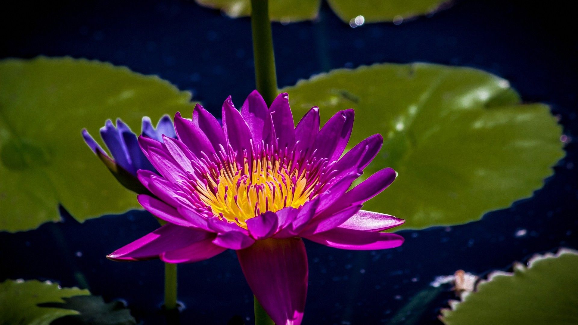 Flowers On The Water Lilies And The Water Lilies Photo