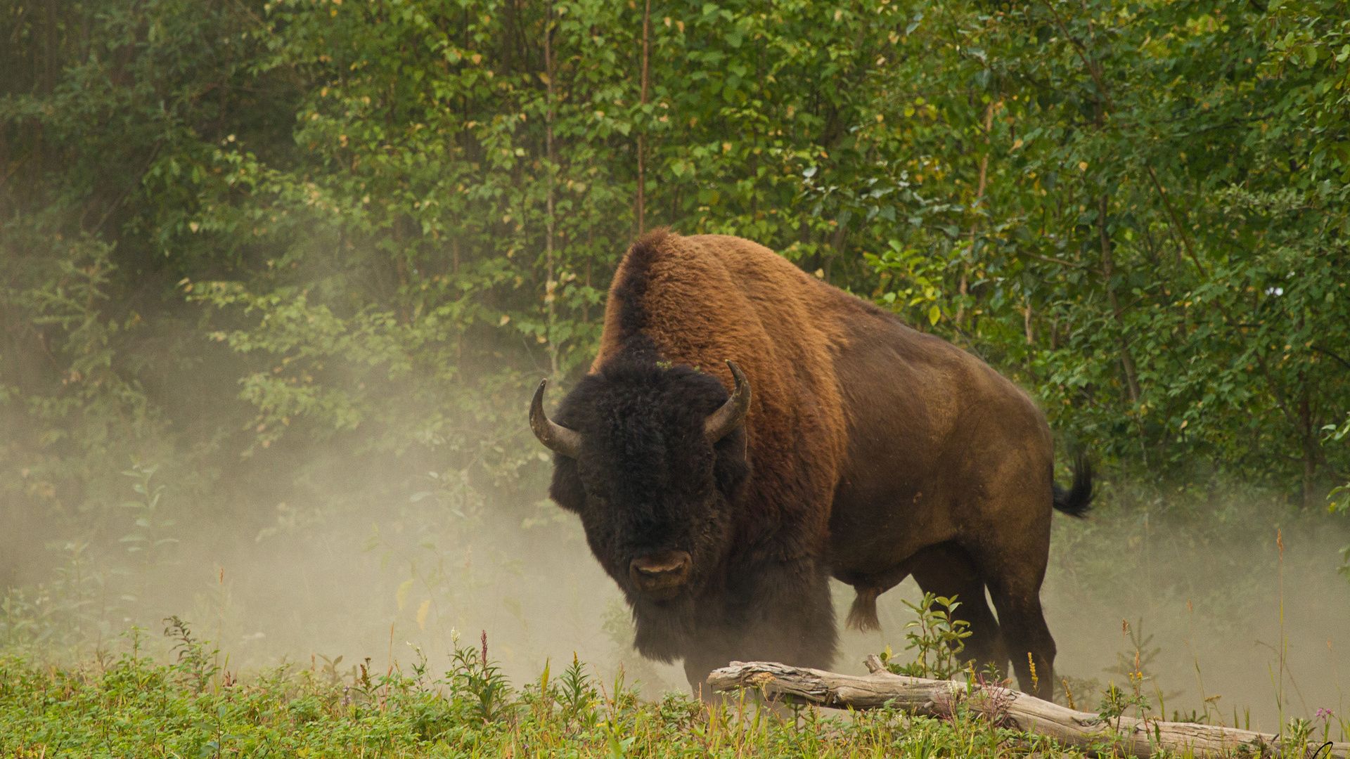 Forest Buffalo