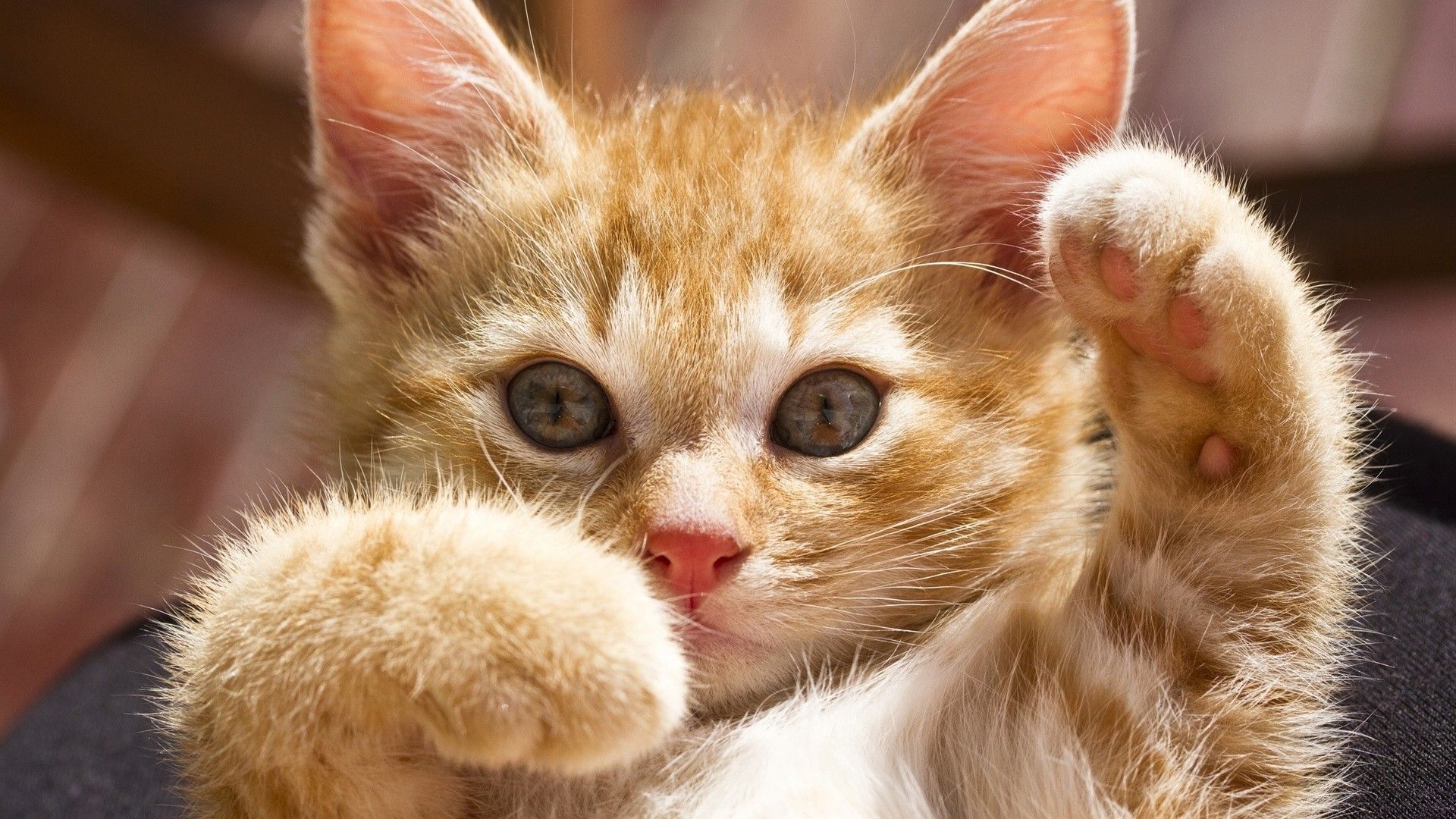 Ginger Kitten 
