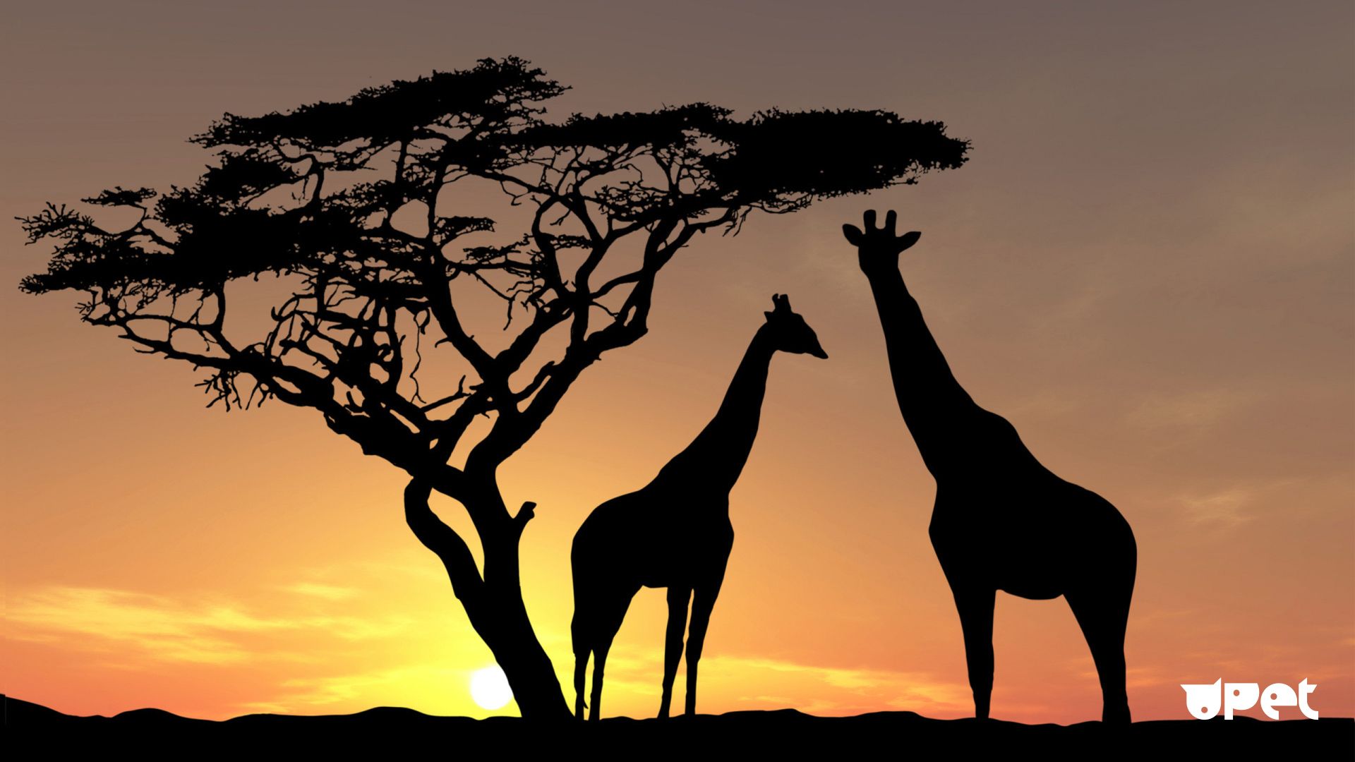 Giraffe At Sunset 