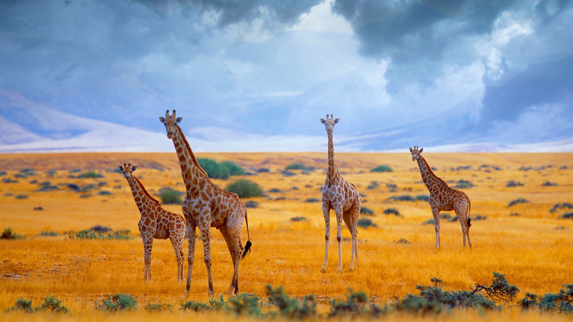 Giraffe In The Savanna 