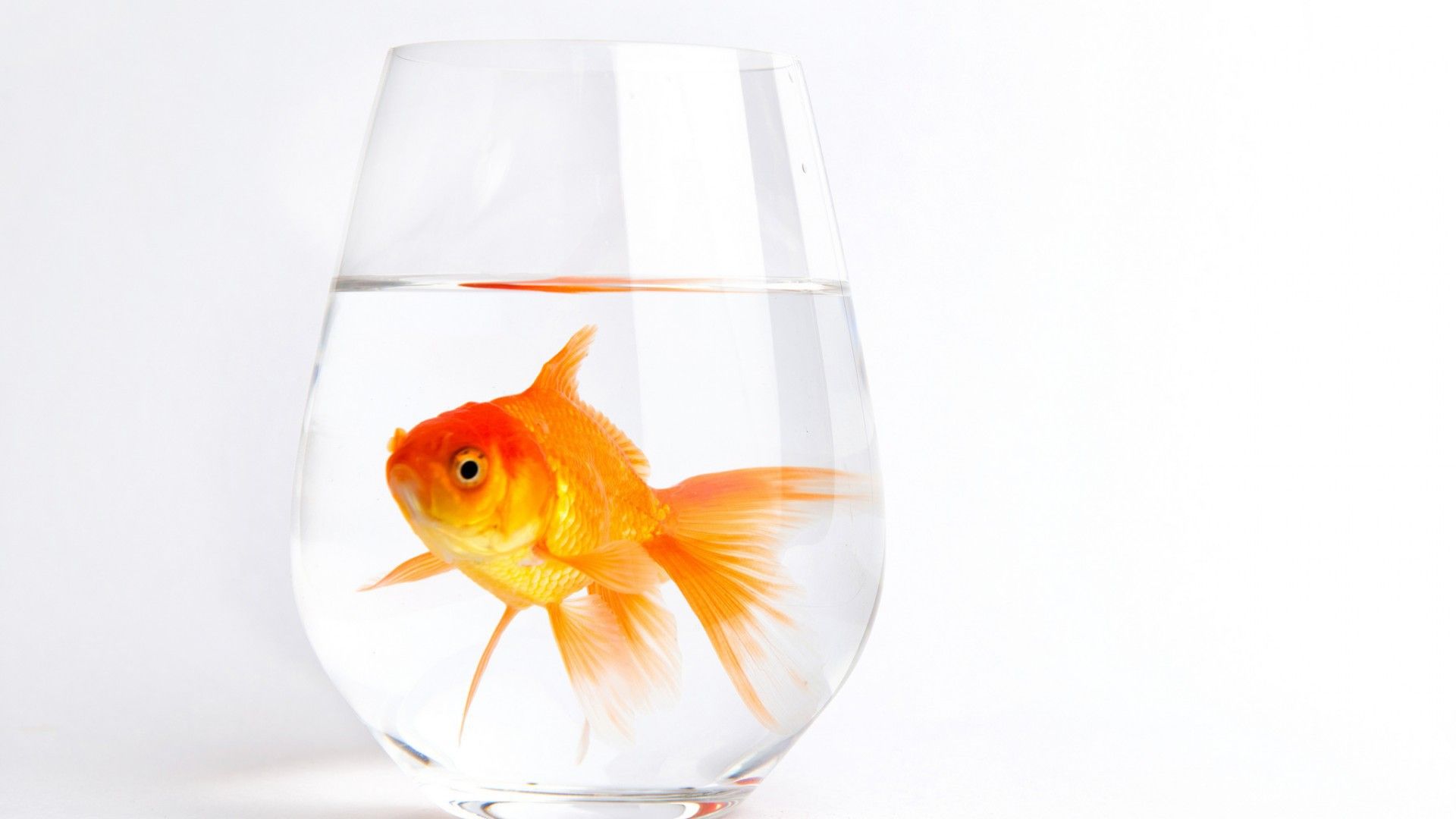 Goldfish On Your Desktop Smartphone