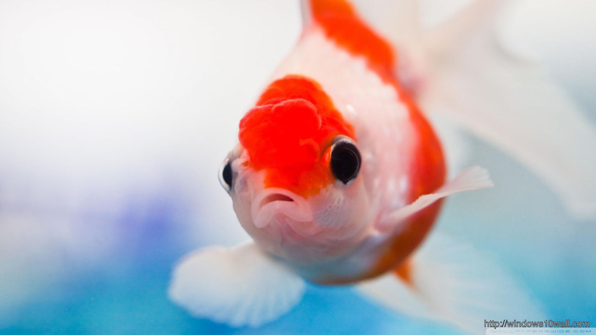 Goldfish Oranda Red White