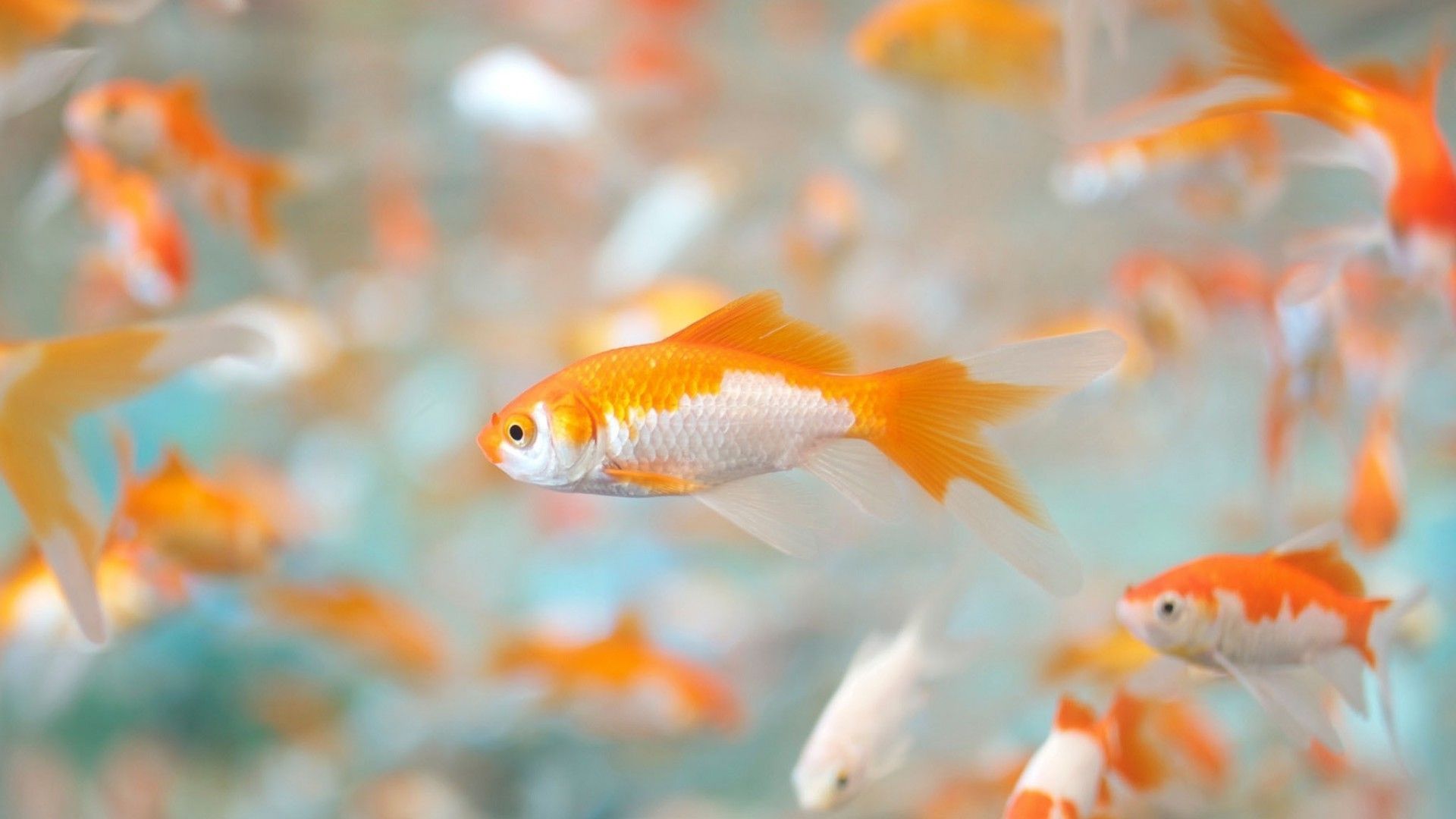 Goldfish Photos Desktop