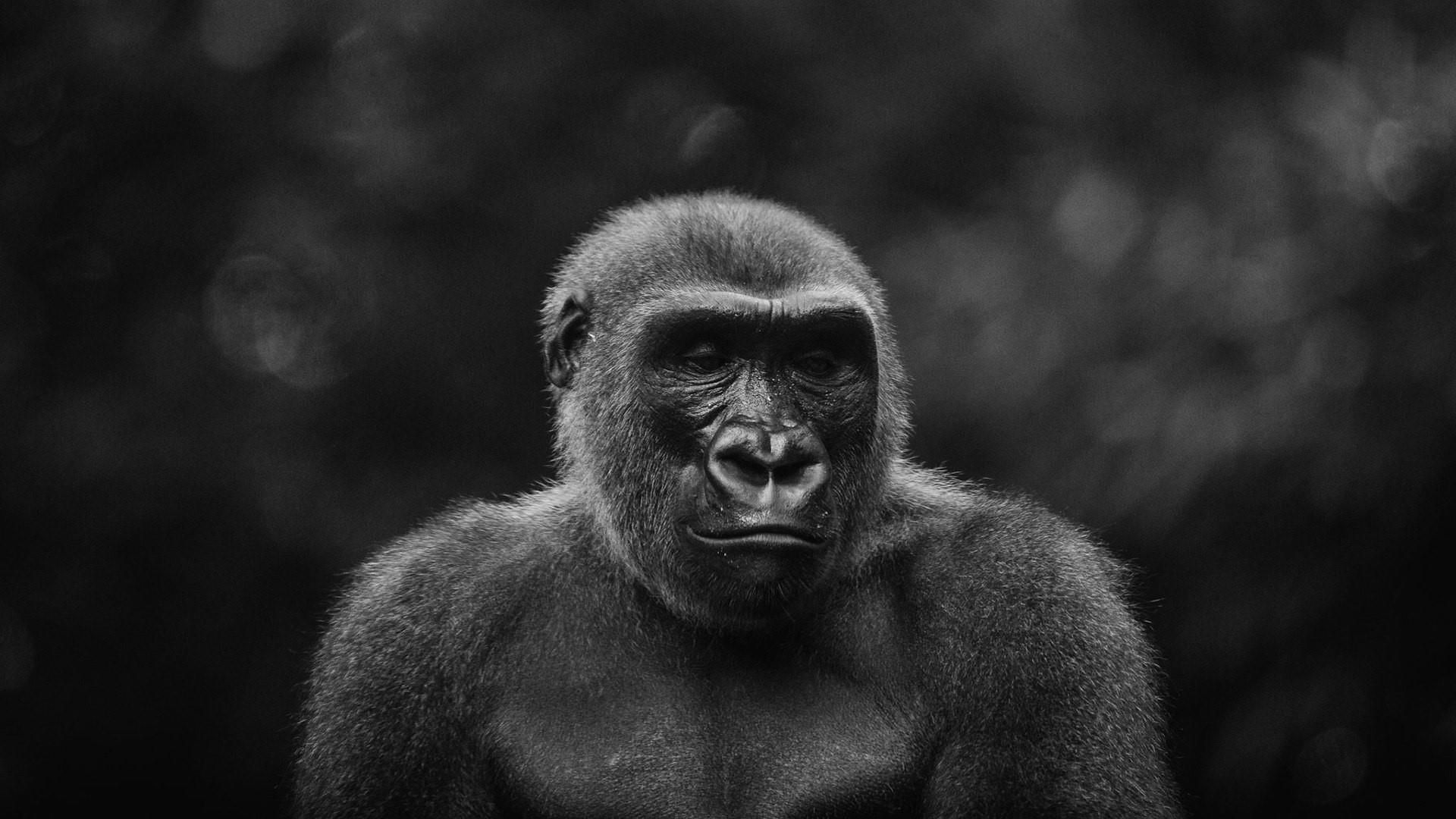 Gorilla Black And White Photo